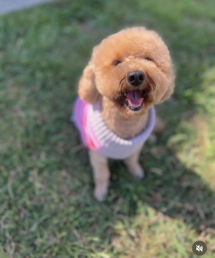 Smiling brown poodle wearing a pink and white sweater, sitting on grass.