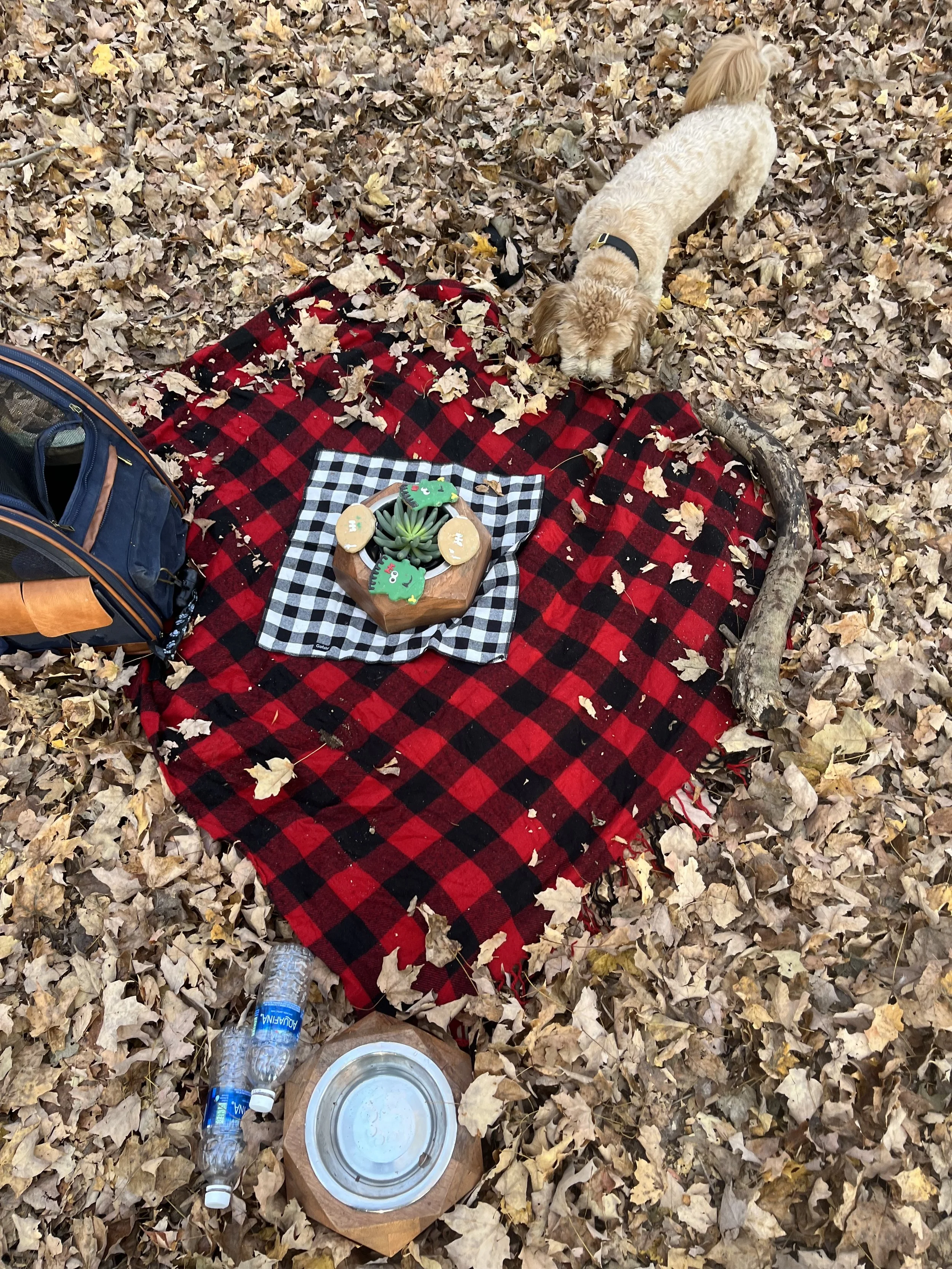 A dog with light-colored curly fur sniffing dried autumn leaves on the ground during a picnic setup, which includes a red and black plaid blanket, a plaid cloth with decorated cookies, a water bottle, a pet bowl, and a blue backpack, all surrounded by fallen leaves.