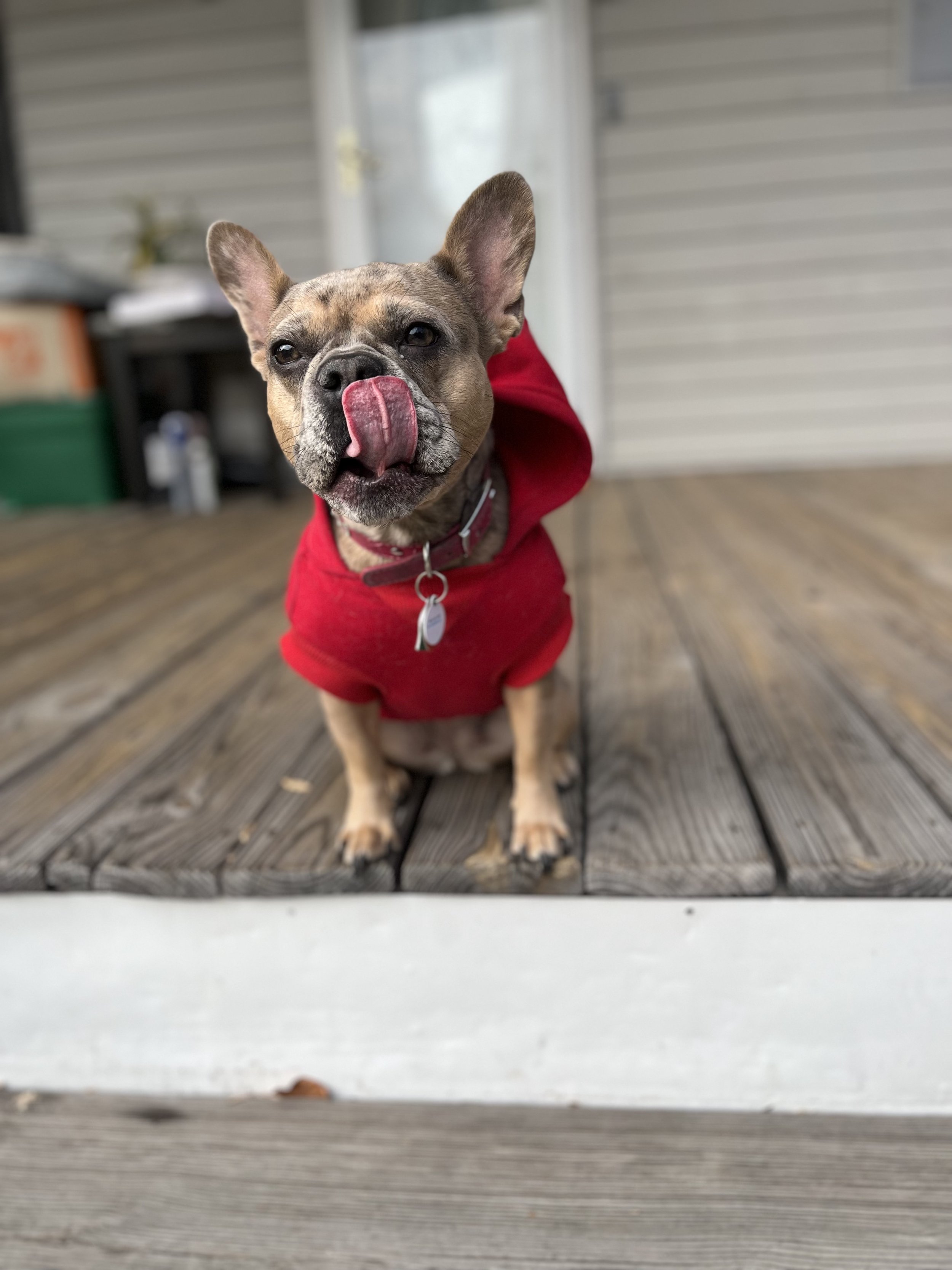 A French bulldog wearing a red hoodie, sitting on a wooden deck with a slightly blurred background of garage doors and outdoor furniture, licking its nose.