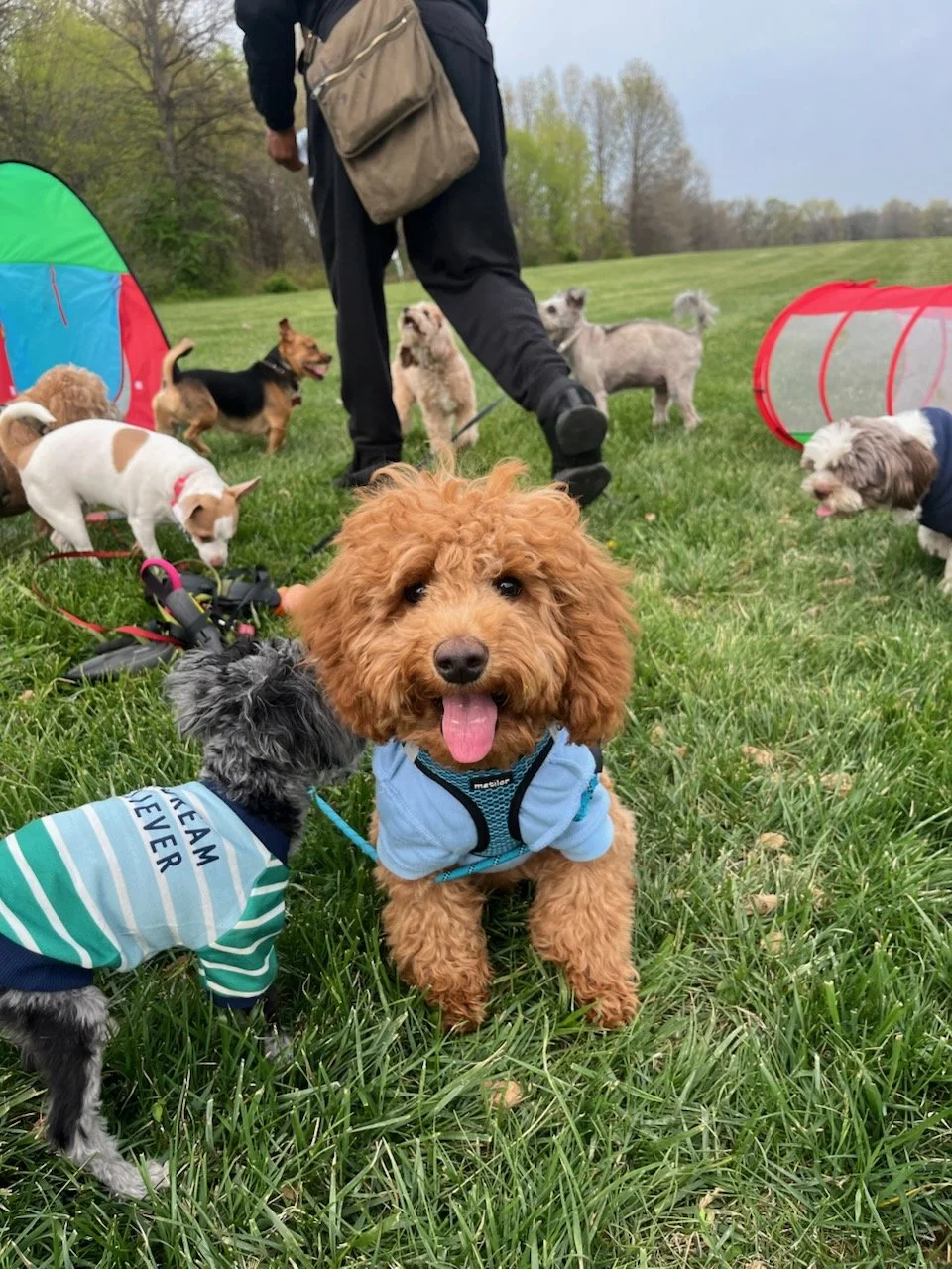 Dog with curly fur wearing a light blue jacket sitting on grass in a park with other dogs and a person in the background.