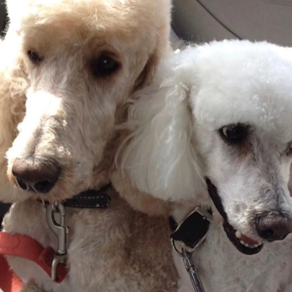 Two dogs with light-colored fur, one with curly fur and the other with straight fur, sitting close together inside a vehicle.
