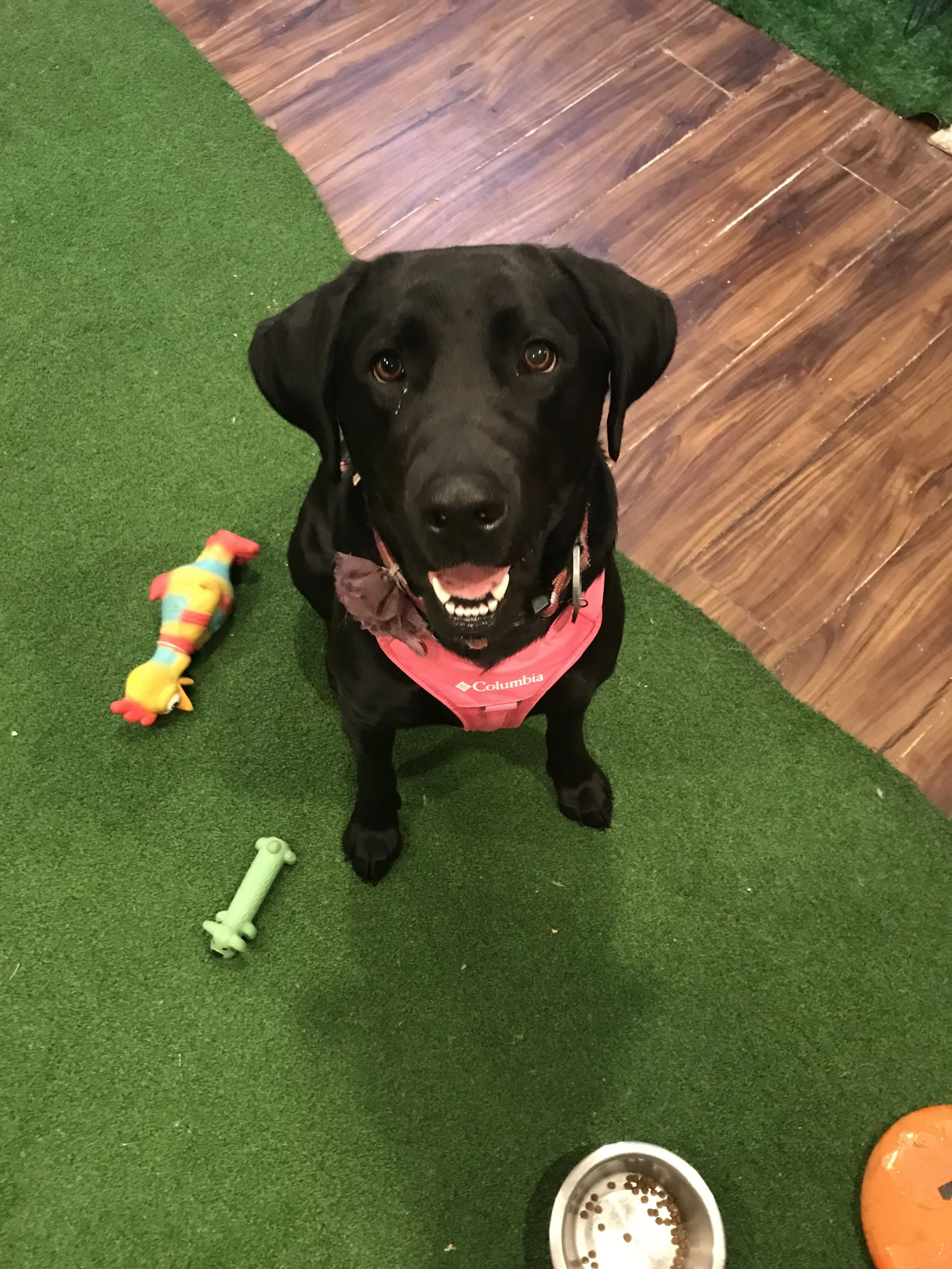 A black Labrador dog wearing a red Columbia vest sitting on green artificial grass next to dog toys and food bowls.