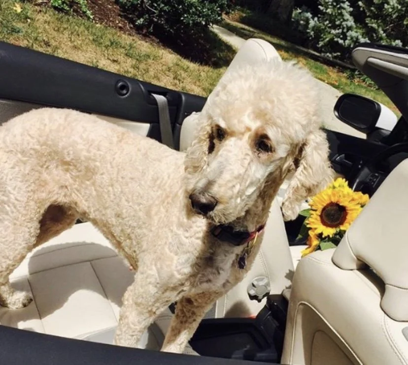 A light-colored, curly-haired dog standing in the back seat of a car, looking to the side, with a sunflower placed on the passenger seat.