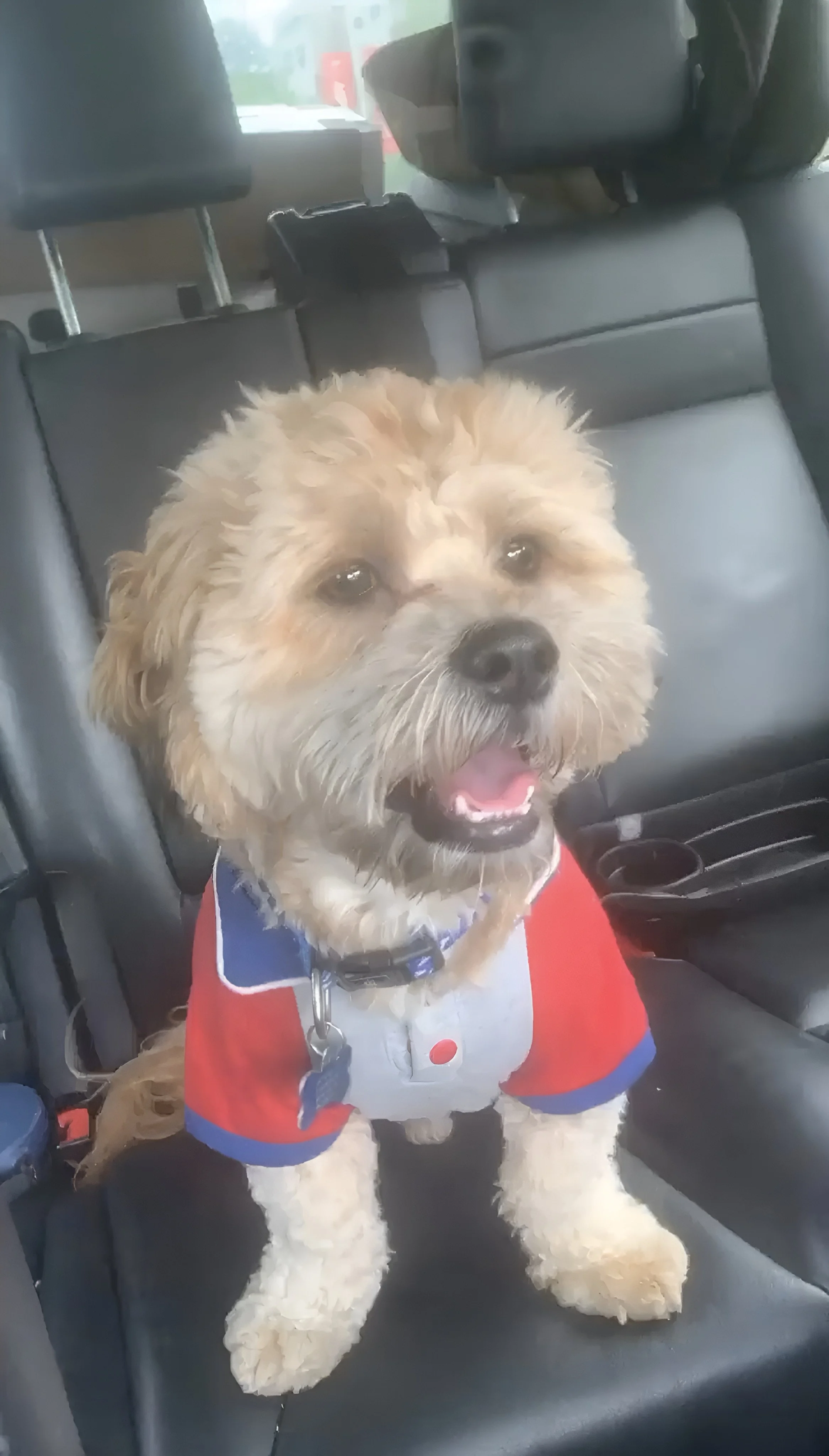 Pup and Cat Taxi