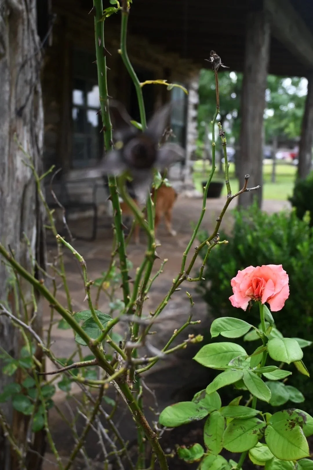 DSC_2033.jpg