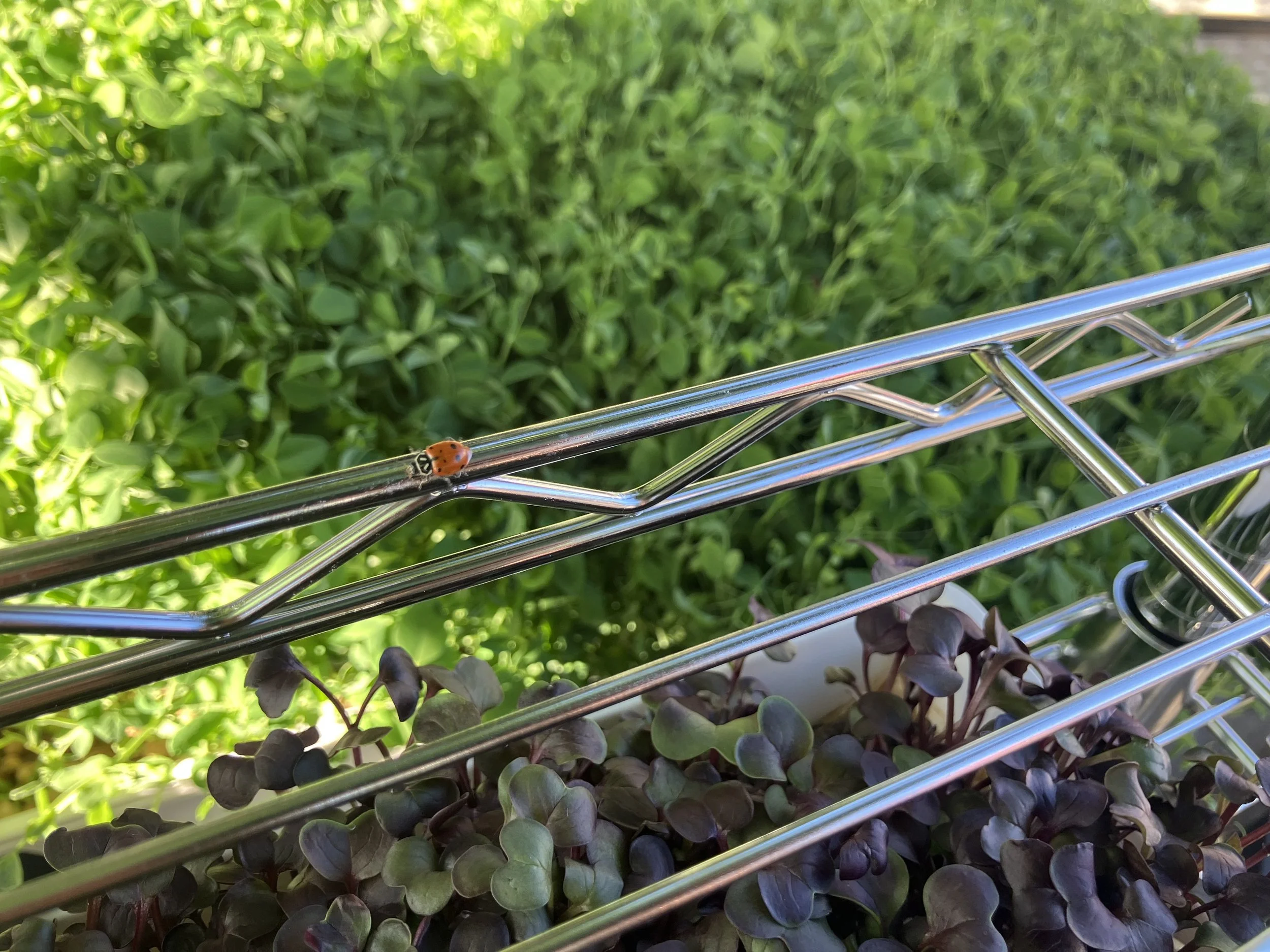 Ladybug on shelves highlands.jpg