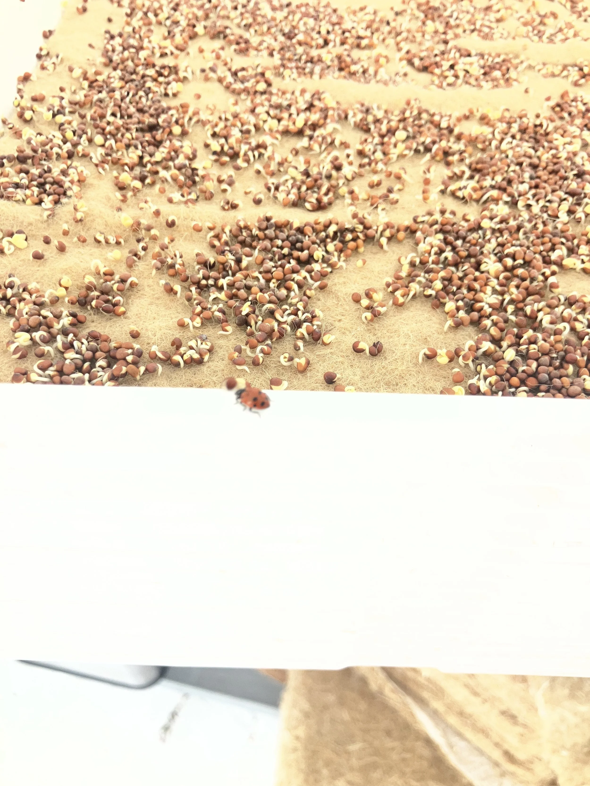 Ladybug on tray.jpg