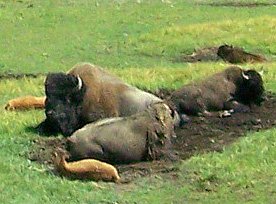 2-2007-bison.jpg