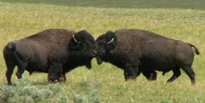 2-2007-dueling-bison.jpg
