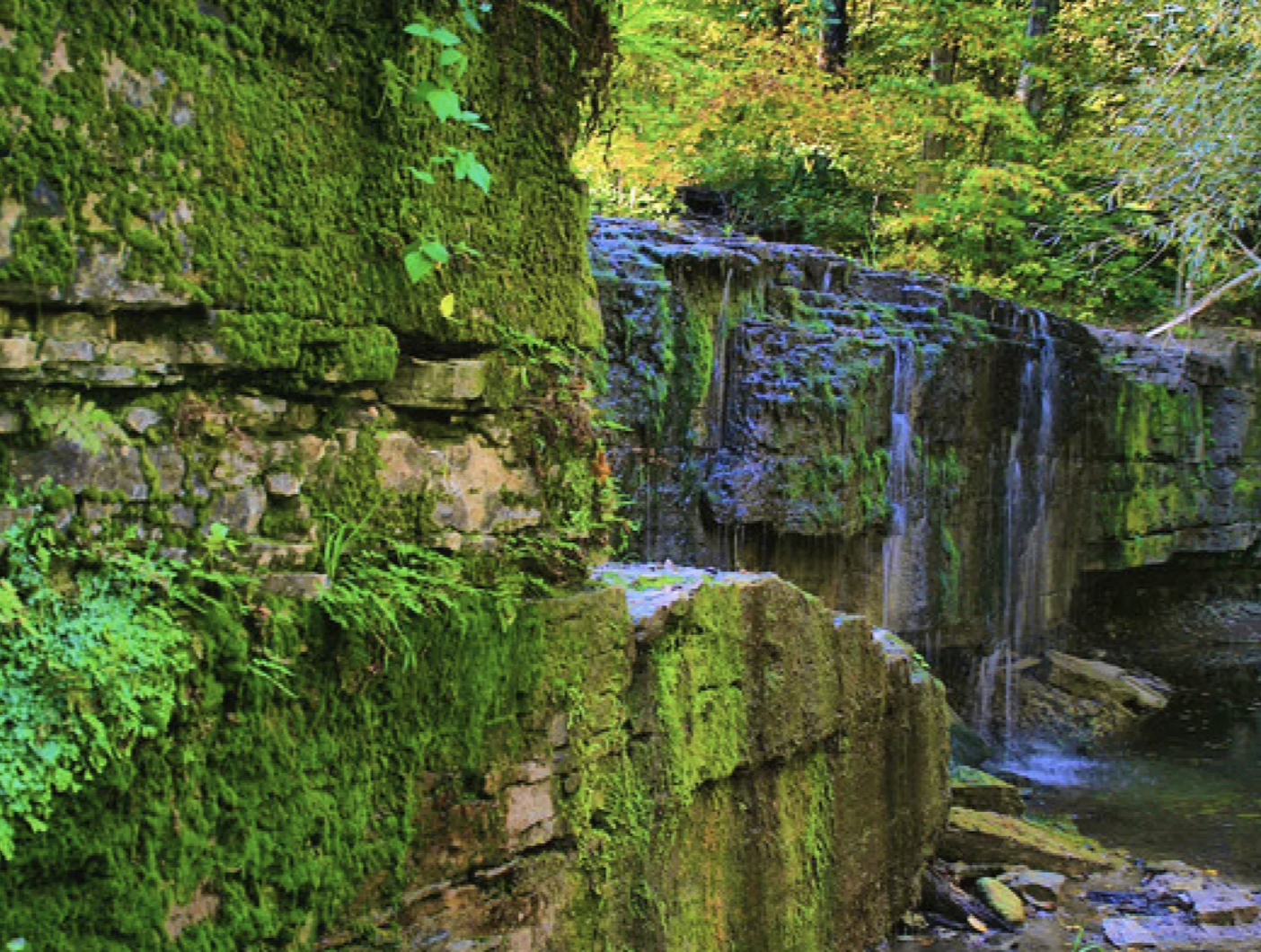 Big Woods: A Walk Through an Ancient Forest