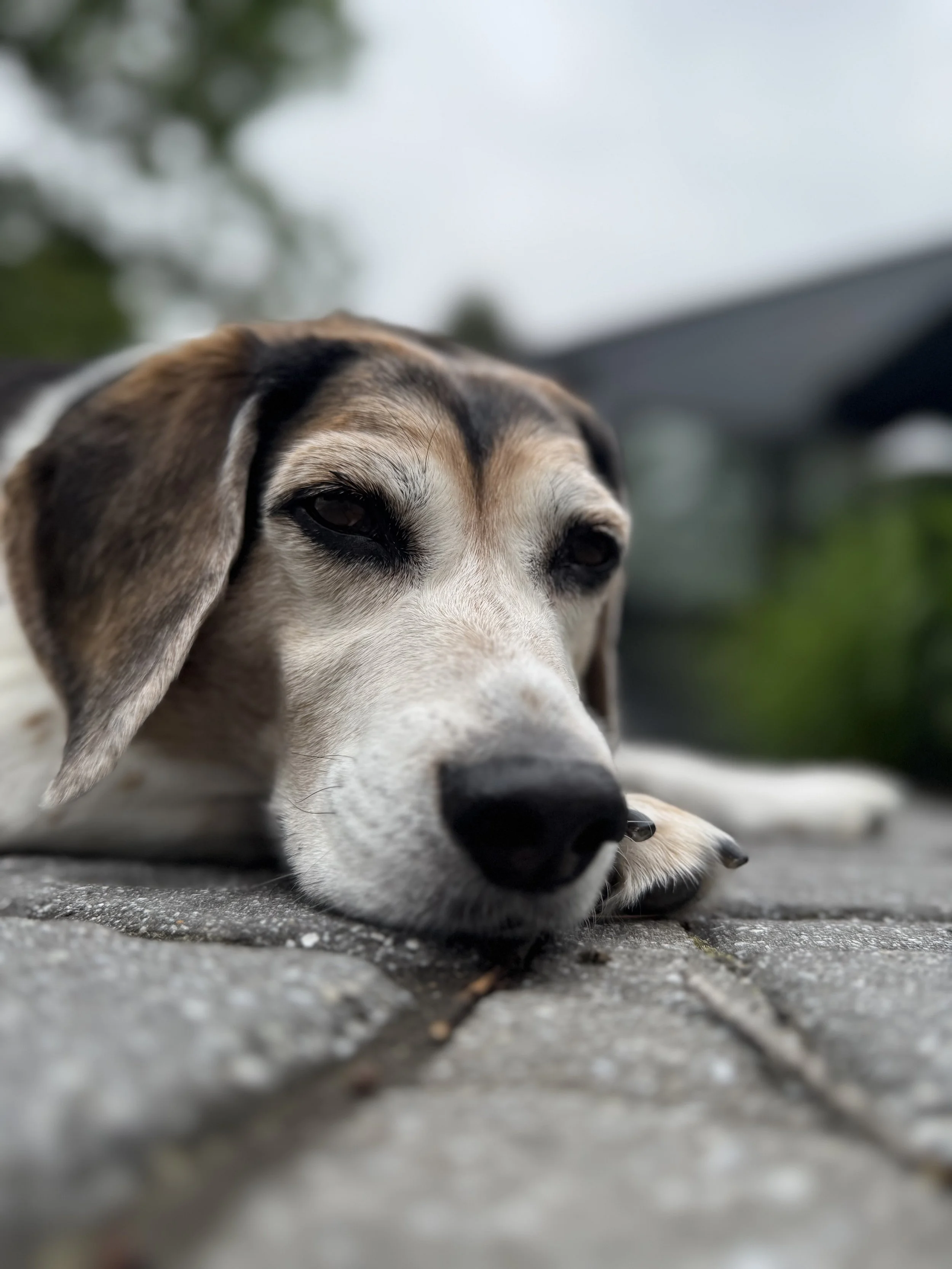 Close-up of a tired dog lying down on a gray concrete surface, with a blurred outdoor background and overcast sky.