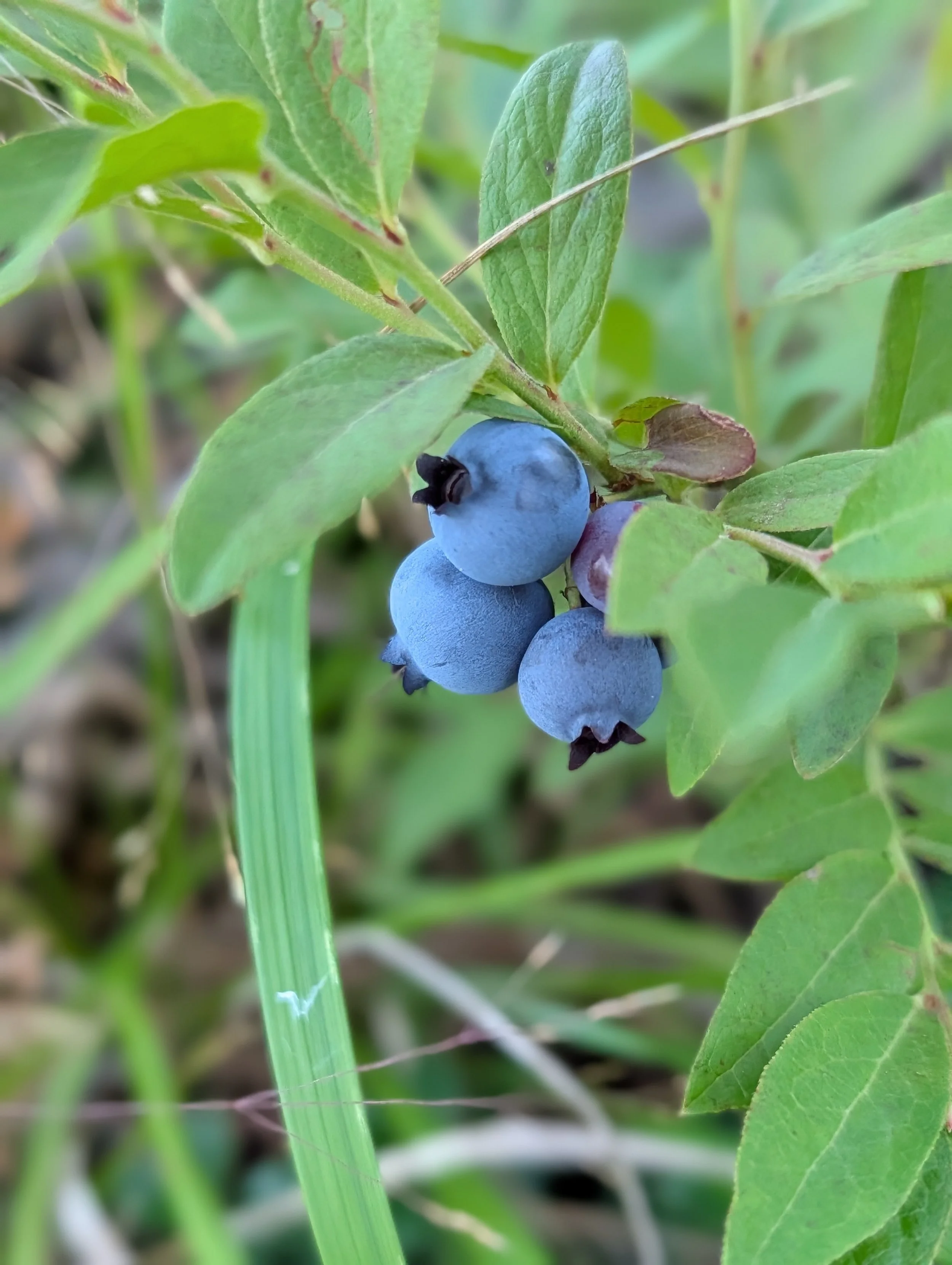 Blueberry Picking Thinking