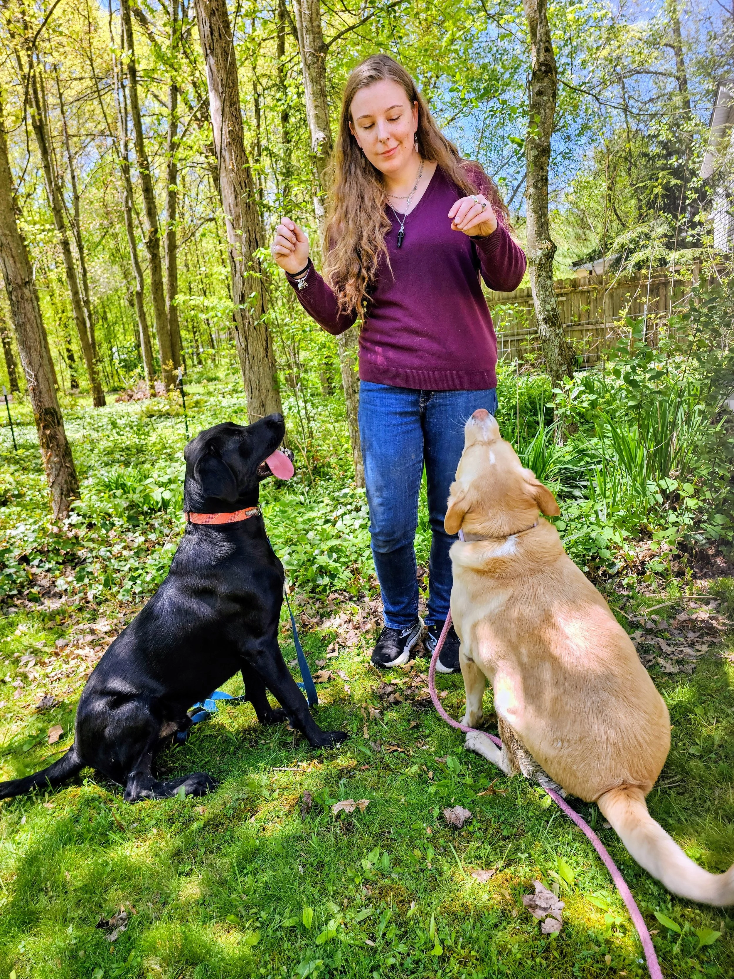 A woman with long wavy hair, wearing a purple sweater and jeans, standing in a lush green wooded area with two dogs, a black Labrador and a yellow Labrador, sitting and paying attention to her.