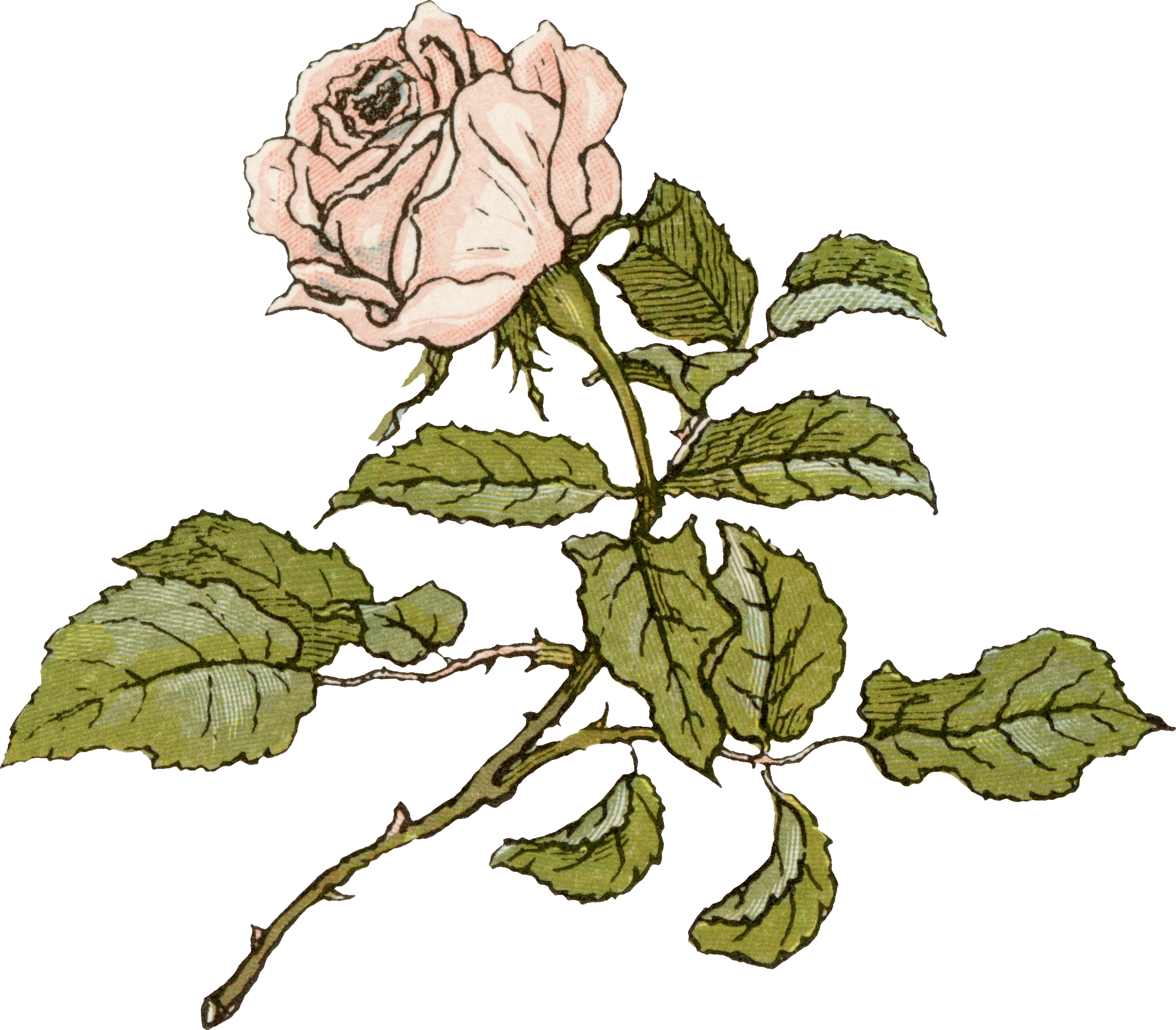 A botanical illustration of a pink rose with green leaves on a transparent background.