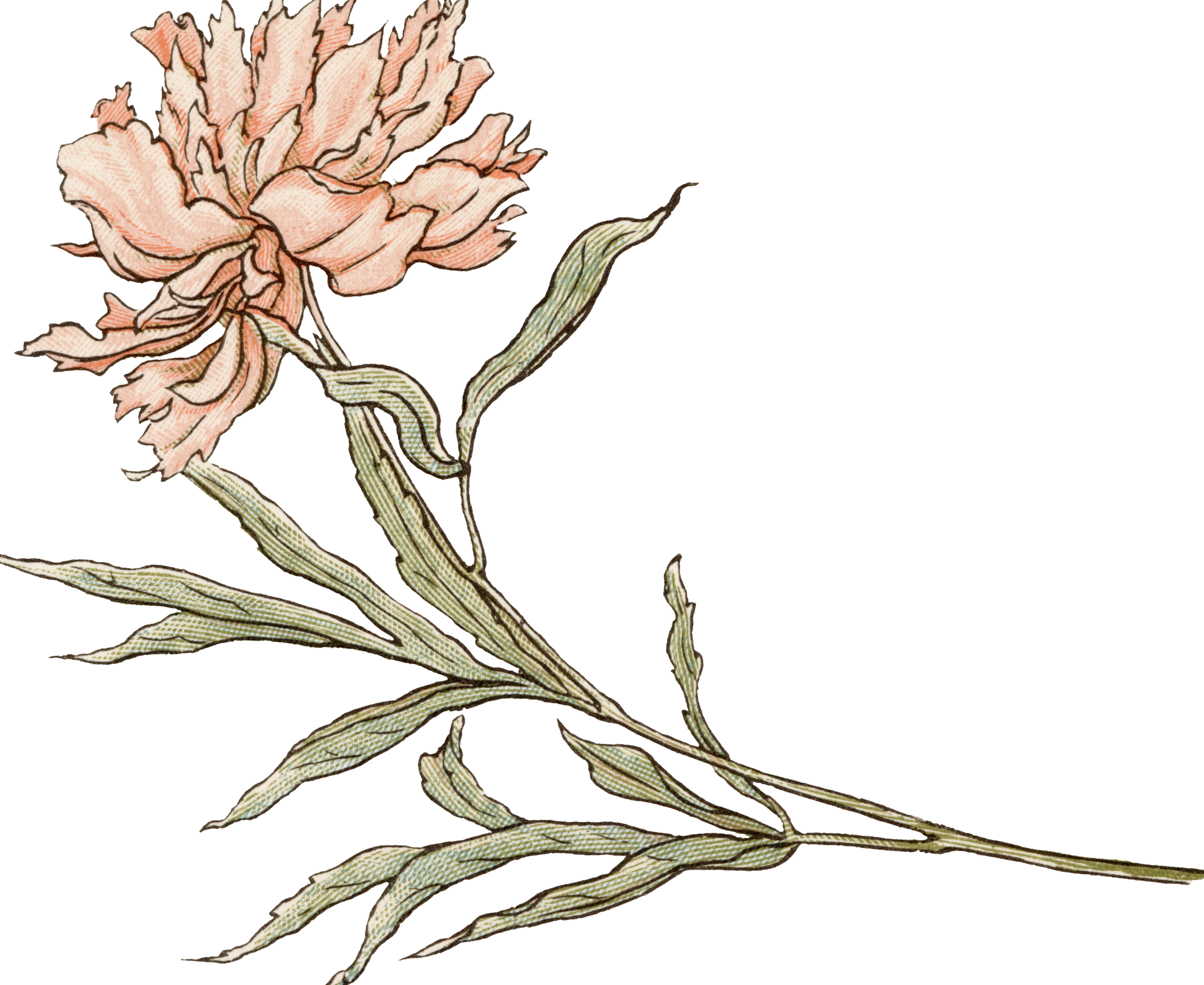 A detailed illustration of a pinkish-orange flower with large petals, green stem, leaves, and a curled bud.