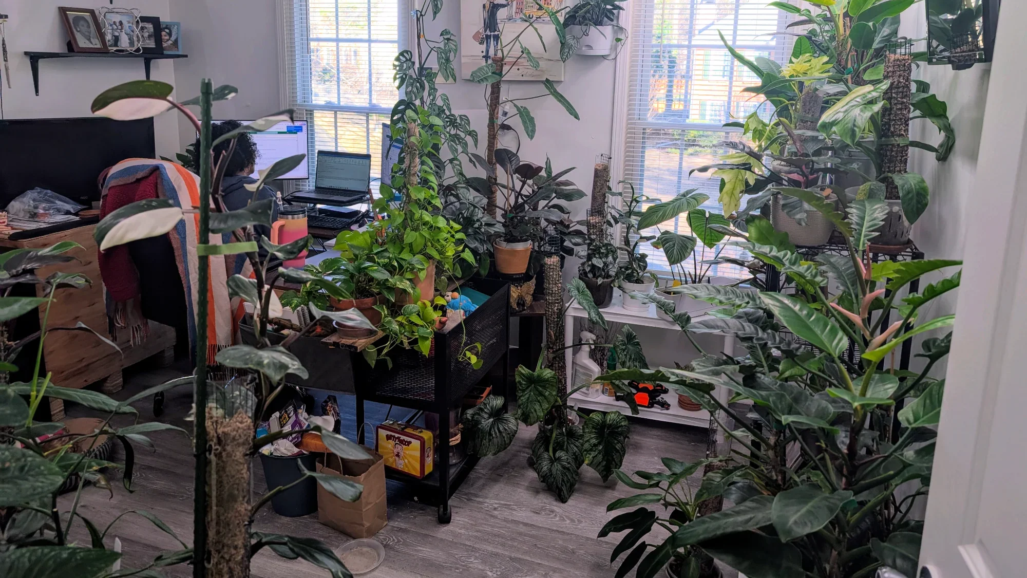 Balancing a Full-Time Desk Job with the Joy (and Challenge) of Caring for 200+ Houseplants