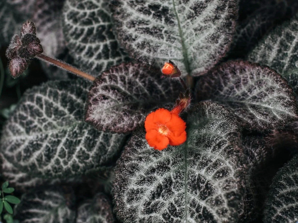 The Episcia Plant: A Velvet Gem for Your Plant Room