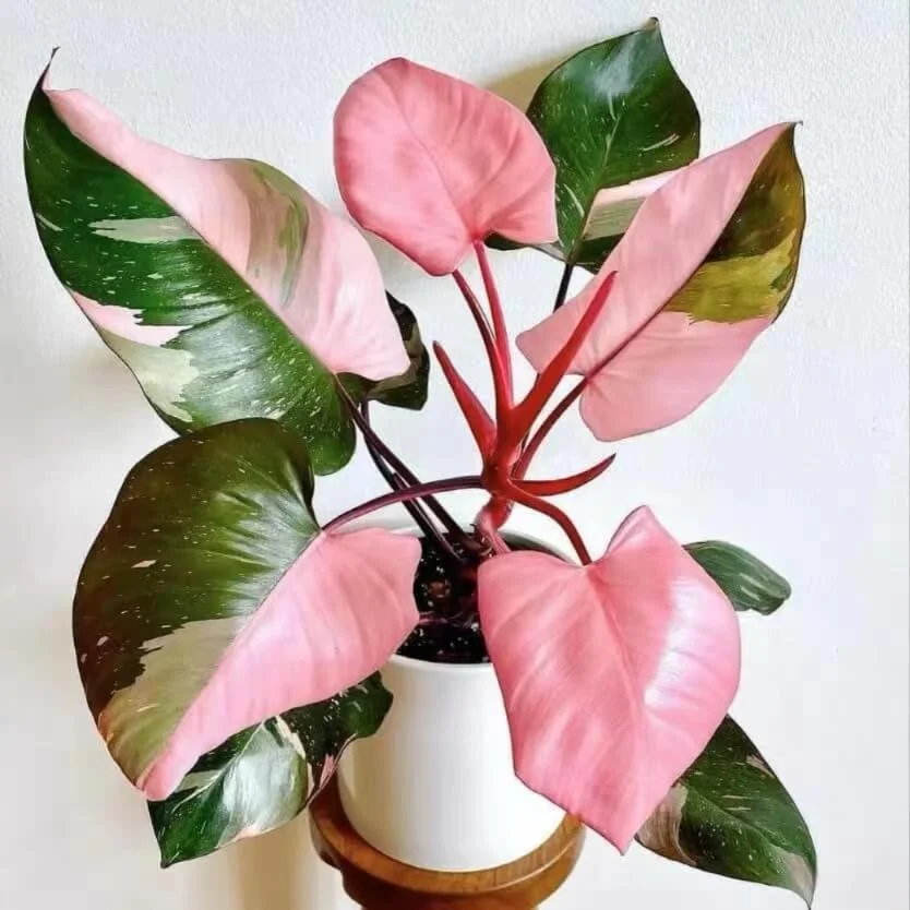 Top 6 Most Sought-After Houseplants in America (With Prices &amp; Care Tips)
