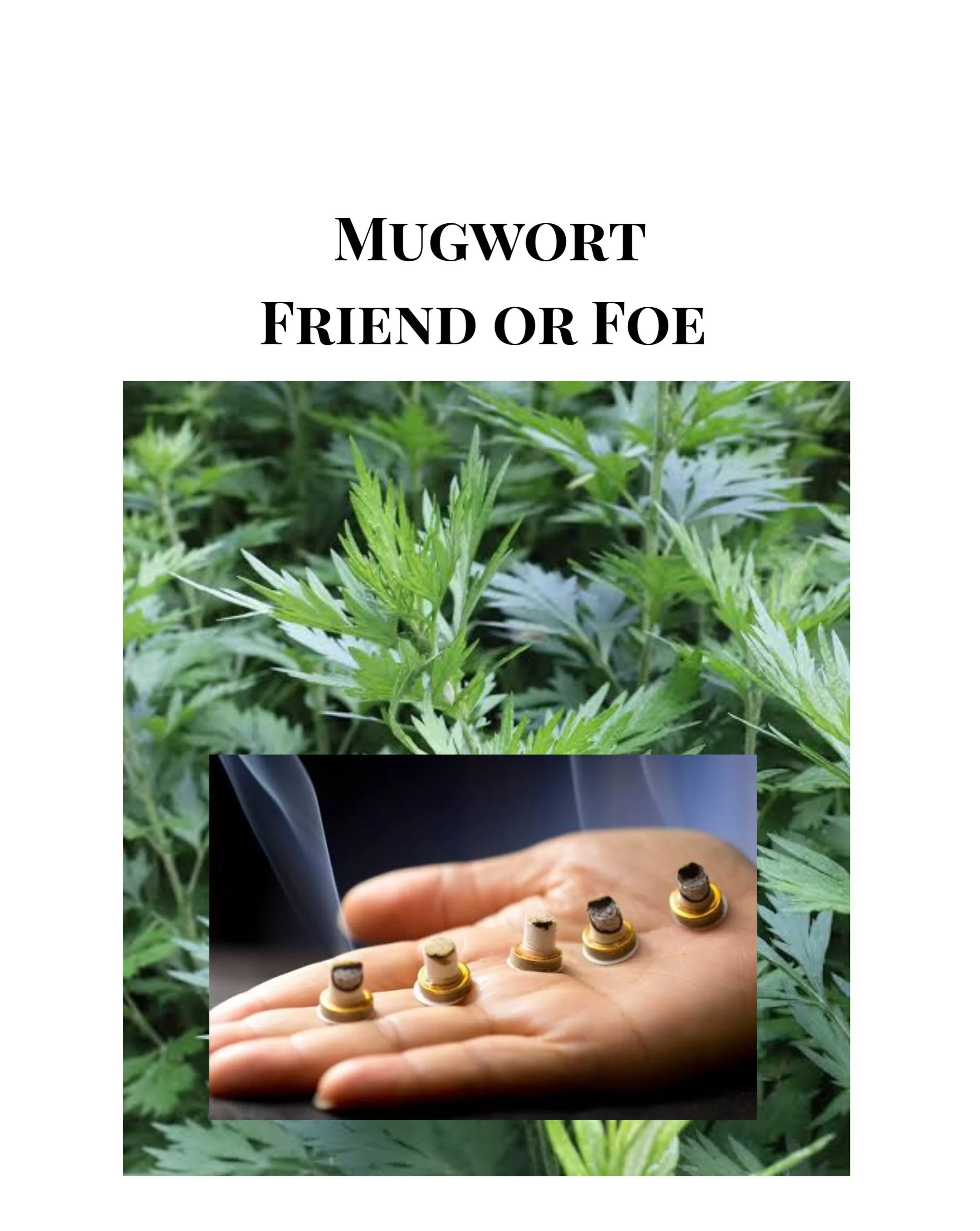 If you&rsquo;ve followed my stories lately, you know I&rsquo;m currently battling a mugwort invasion in my yard.

And yet...this same plant has been valued for centuries in traditional healing practices around the world.

So is mugwort a friend or a 
