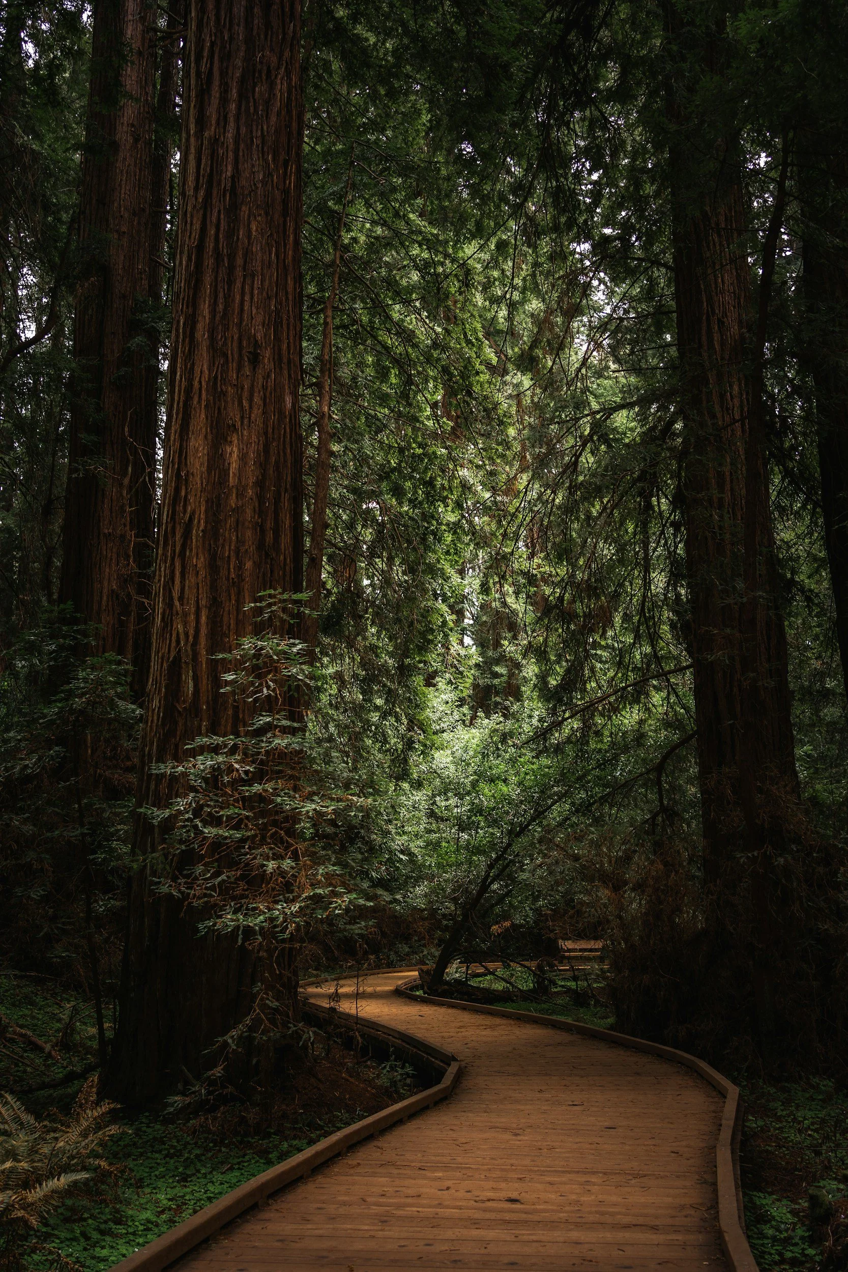 A winding wooden pathway through a dense forest of tall redwood trees with lush green foliage.
