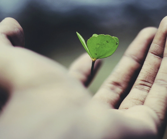 A small green plant with a leaf resembling a heart is being held between two fingers.
