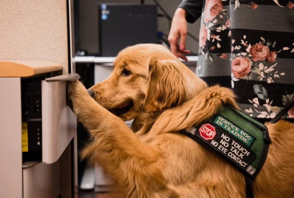 Service Dog Task Training