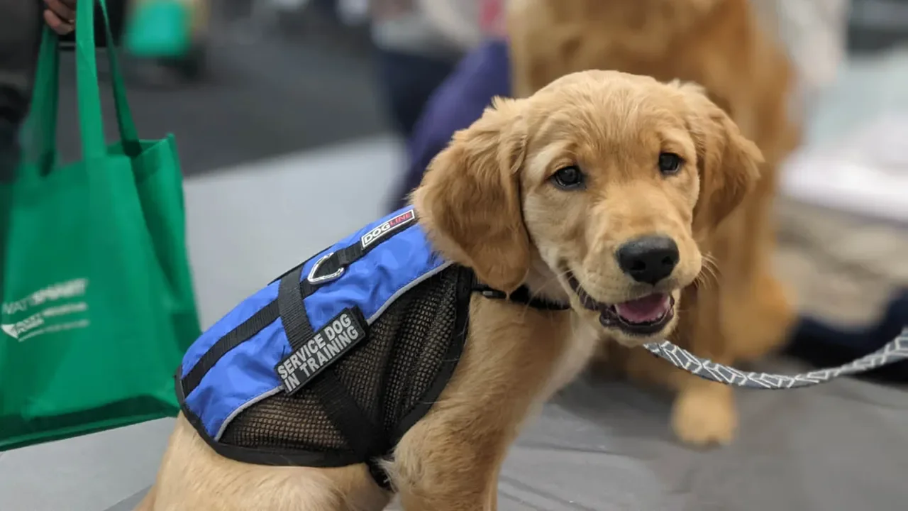 Puppy Socialization & Early Obedience