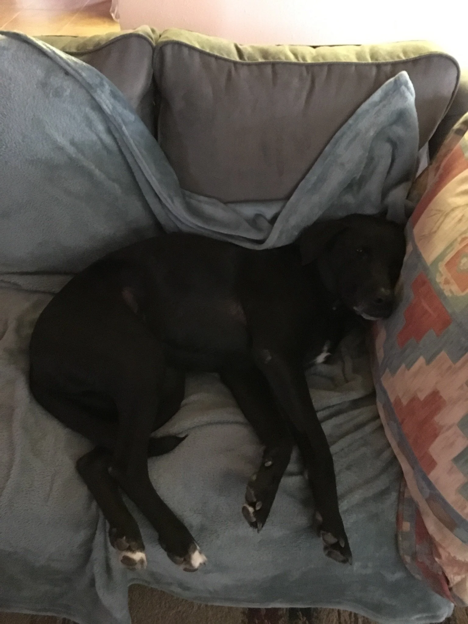 A black dog with white markings on its paws and face, lying on a gray couch with blue pillows. The dog is sleeping hard. So tired. Very tired dog. Exhausted dog. Happy dog.