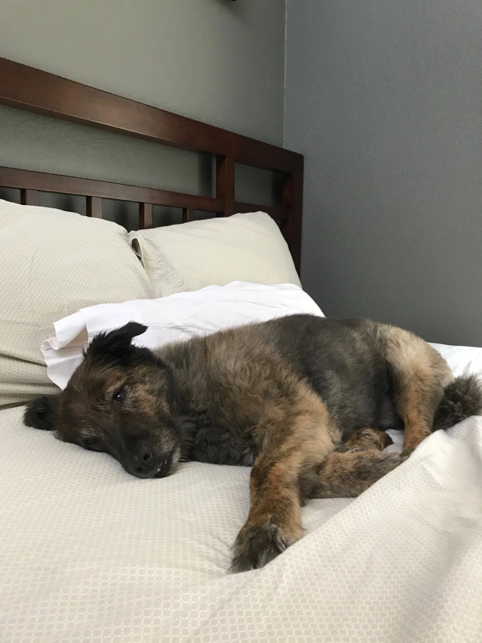 A brown and black puppy sleeping on a white bed with cream-colored pillows, in a bedroom with a wooden headboard and a gray wall. Super tired dog. Spoiled dog.