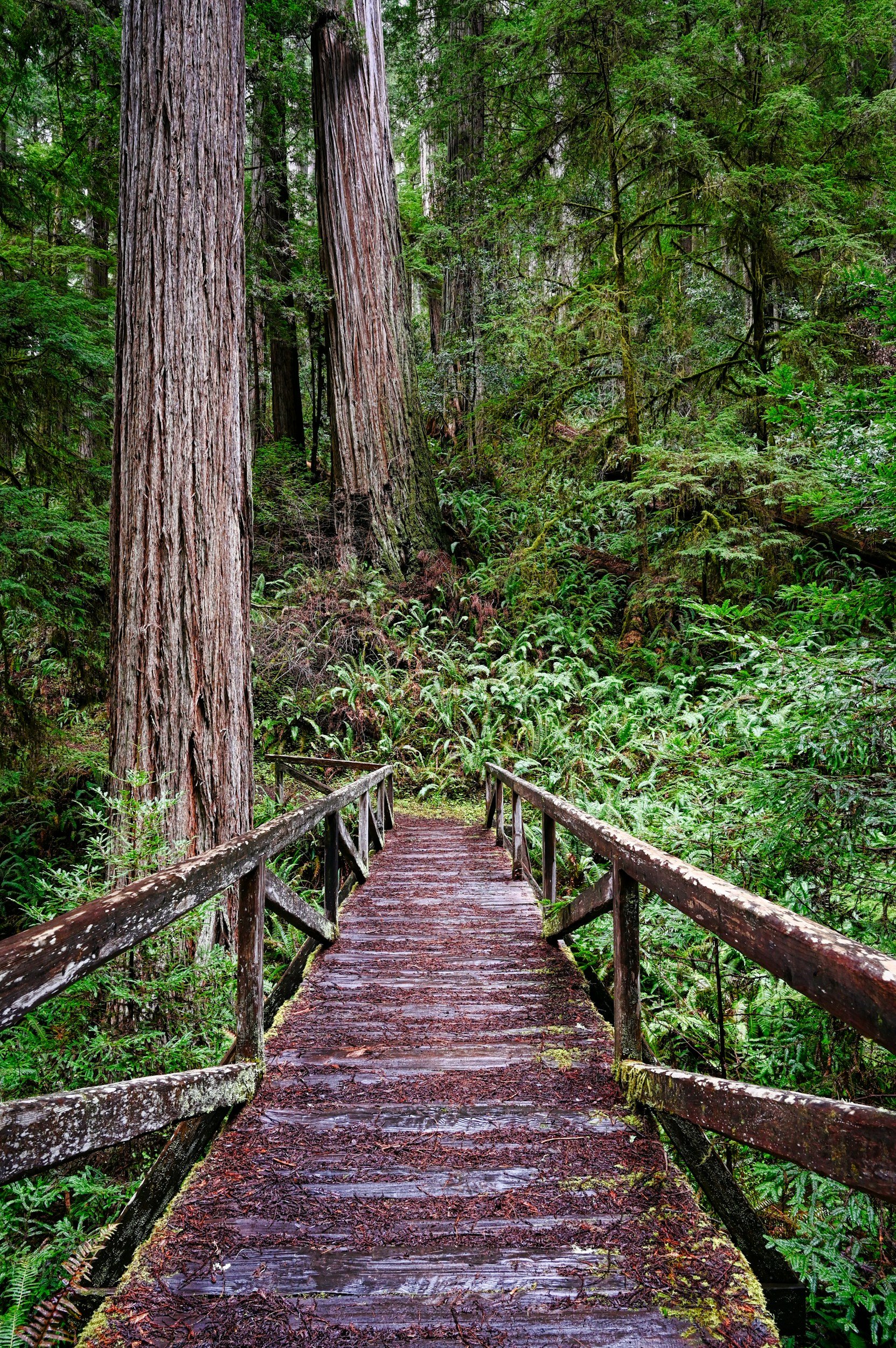 A wooden walkway bridge in a lush green forest with tall redwood trees and dense foliage.