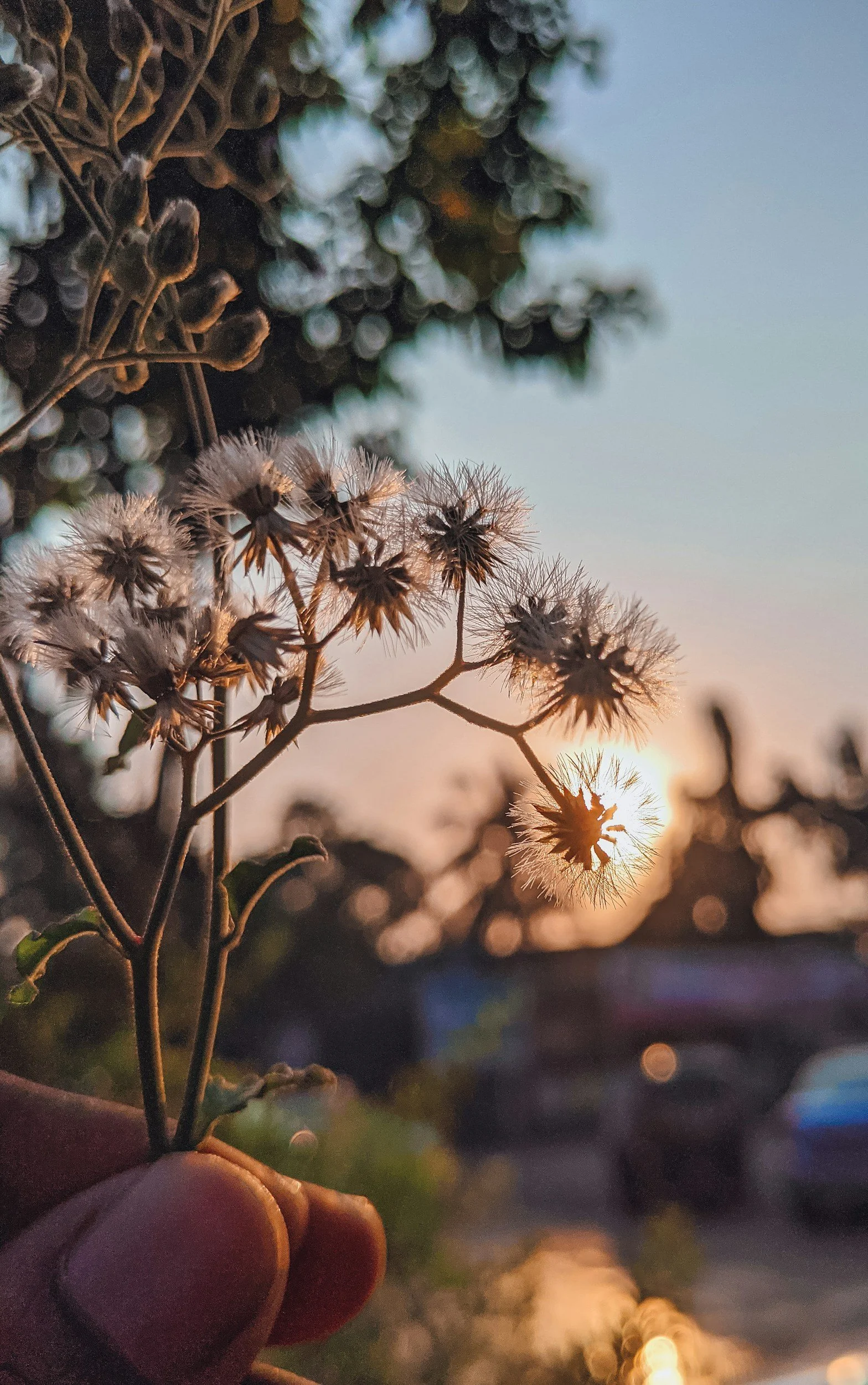 Close-up of dried seed heads of a plant held by a person's hand, with a blurred sunset or sunrise in the background.
