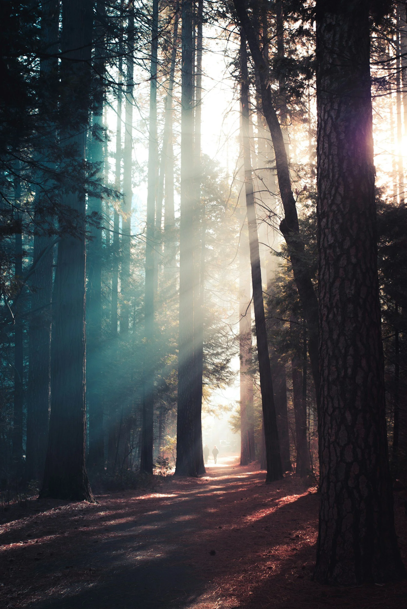 A forest scene with tall trees and sunlight streaming through the branches, creating a misty atmosphere. There are two people walking along a dirt path in the distance.