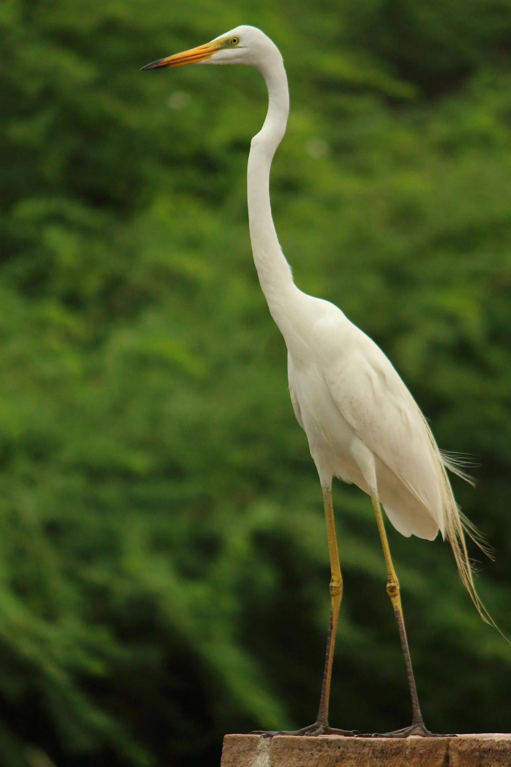 A white heron bird standing on a wooden surface, with a green blurred background.