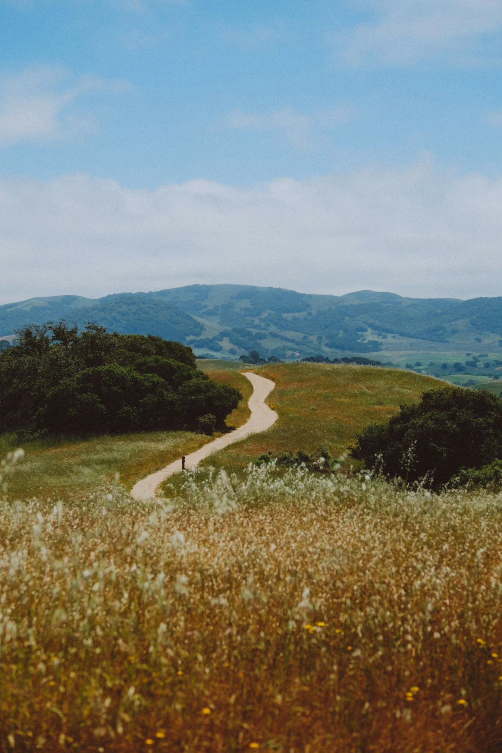 A scenic landscape with a winding dirt path through a field of tall, yellow wildflowers in the foreground, green rolling hills in the middle ground, and blue mountains under a partly cloudy sky in the background.