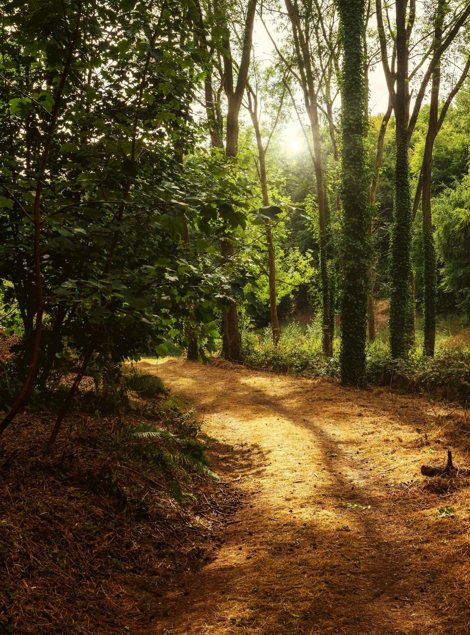 A forest trail with trees on either side, sunlight filtering through the leaves, and a dirt path winding through the woods.
