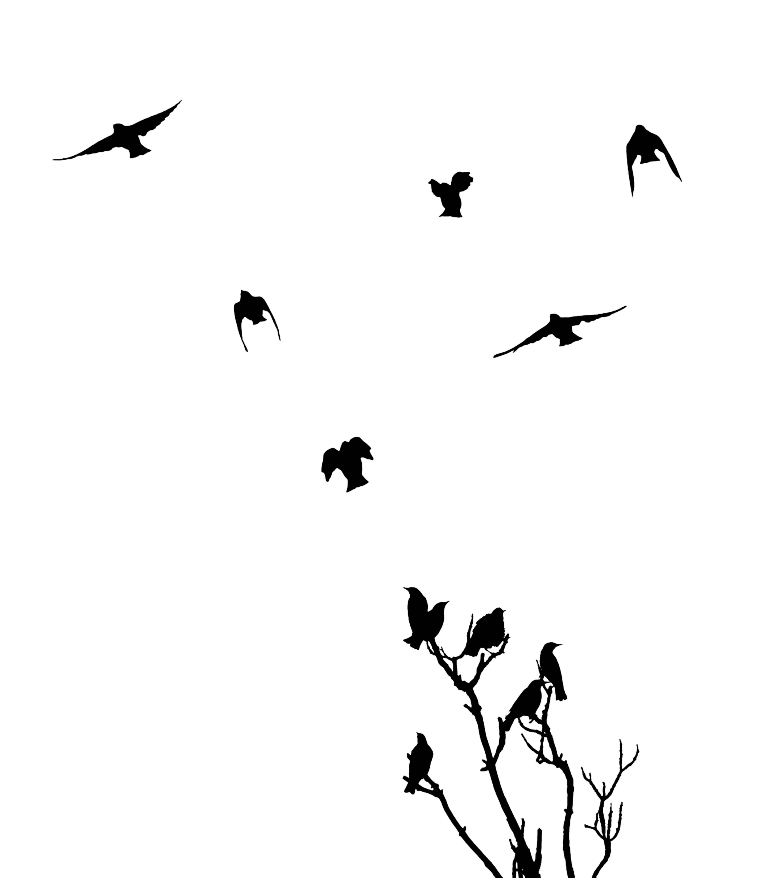 Outline of multiple flying birds in different directions on a black background.