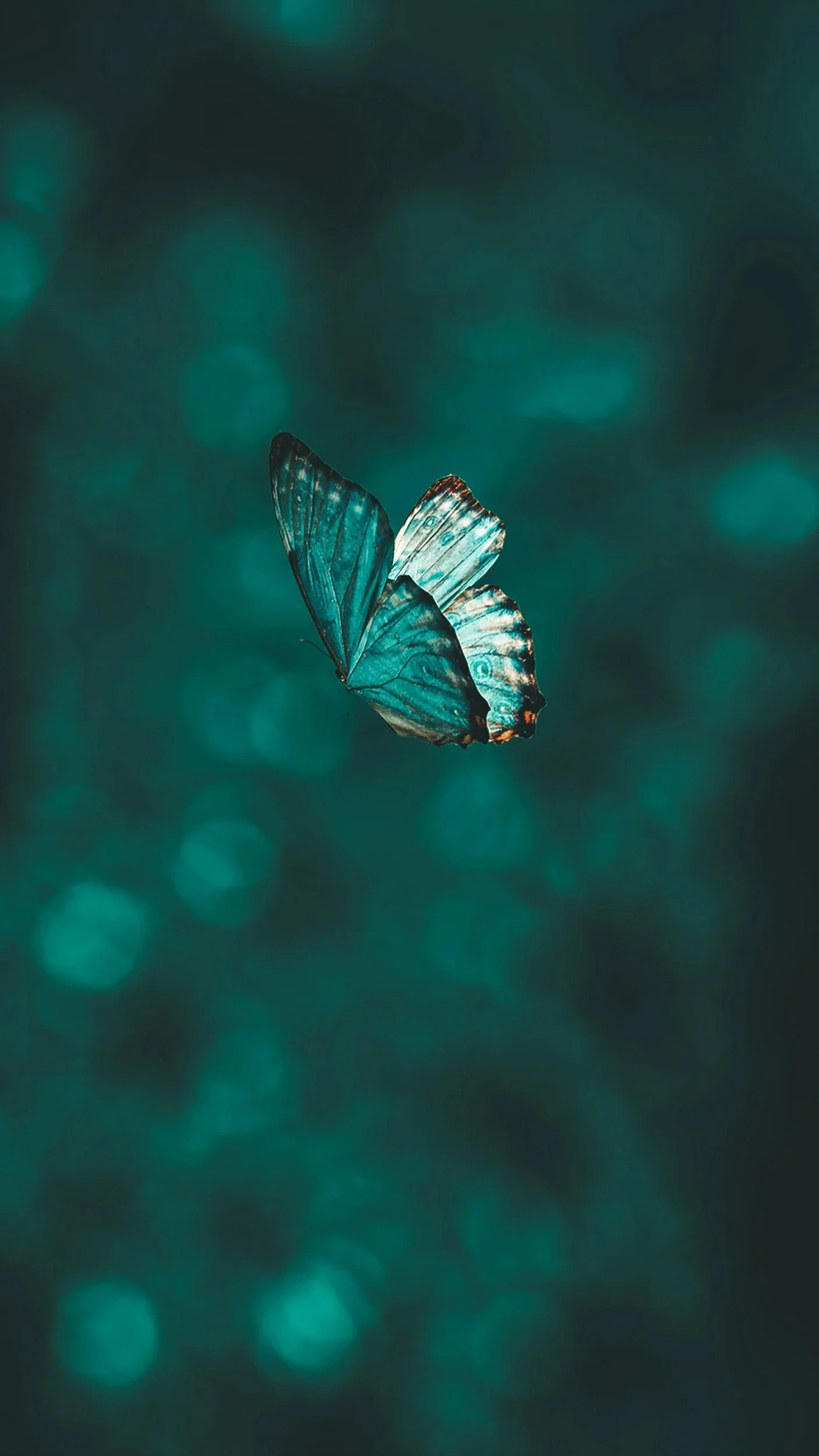 Close-up of a butterfly with blue wings against a blurry teal background with circular light bokeh.