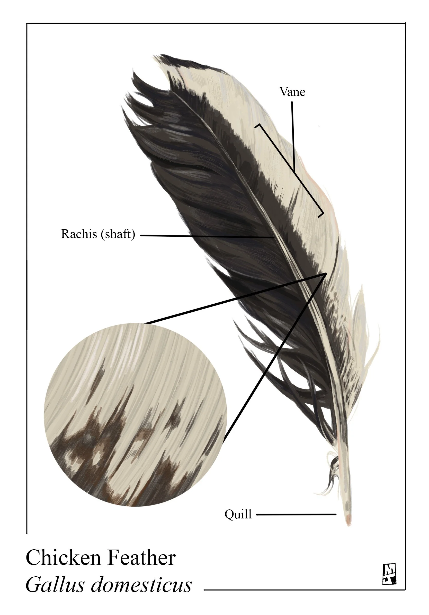 finalfeather.jpg