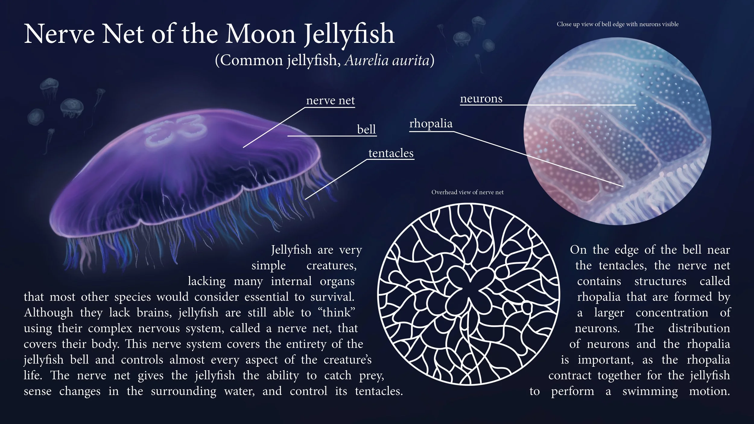 jellyfish educational graphic.jpg