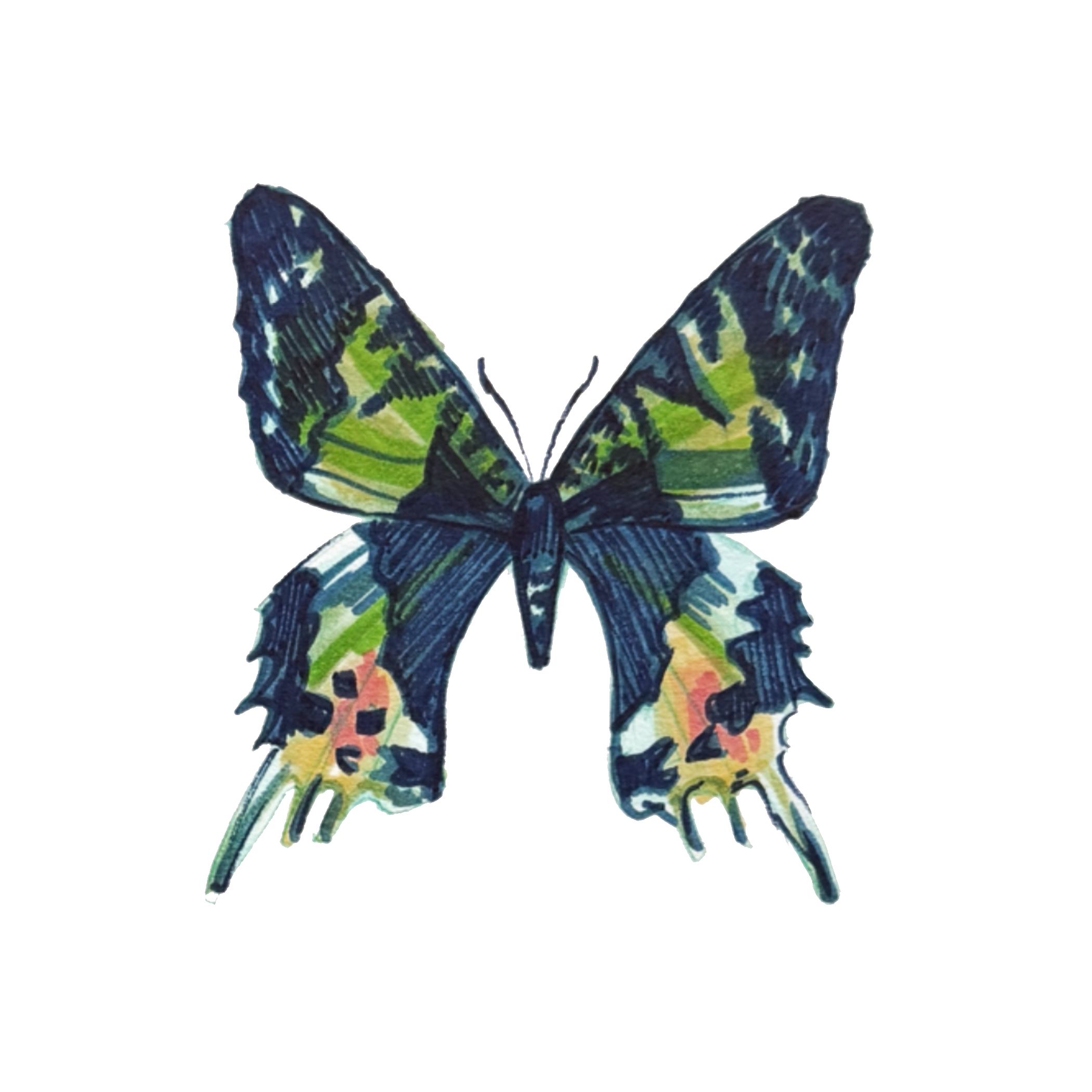 bfly1.png