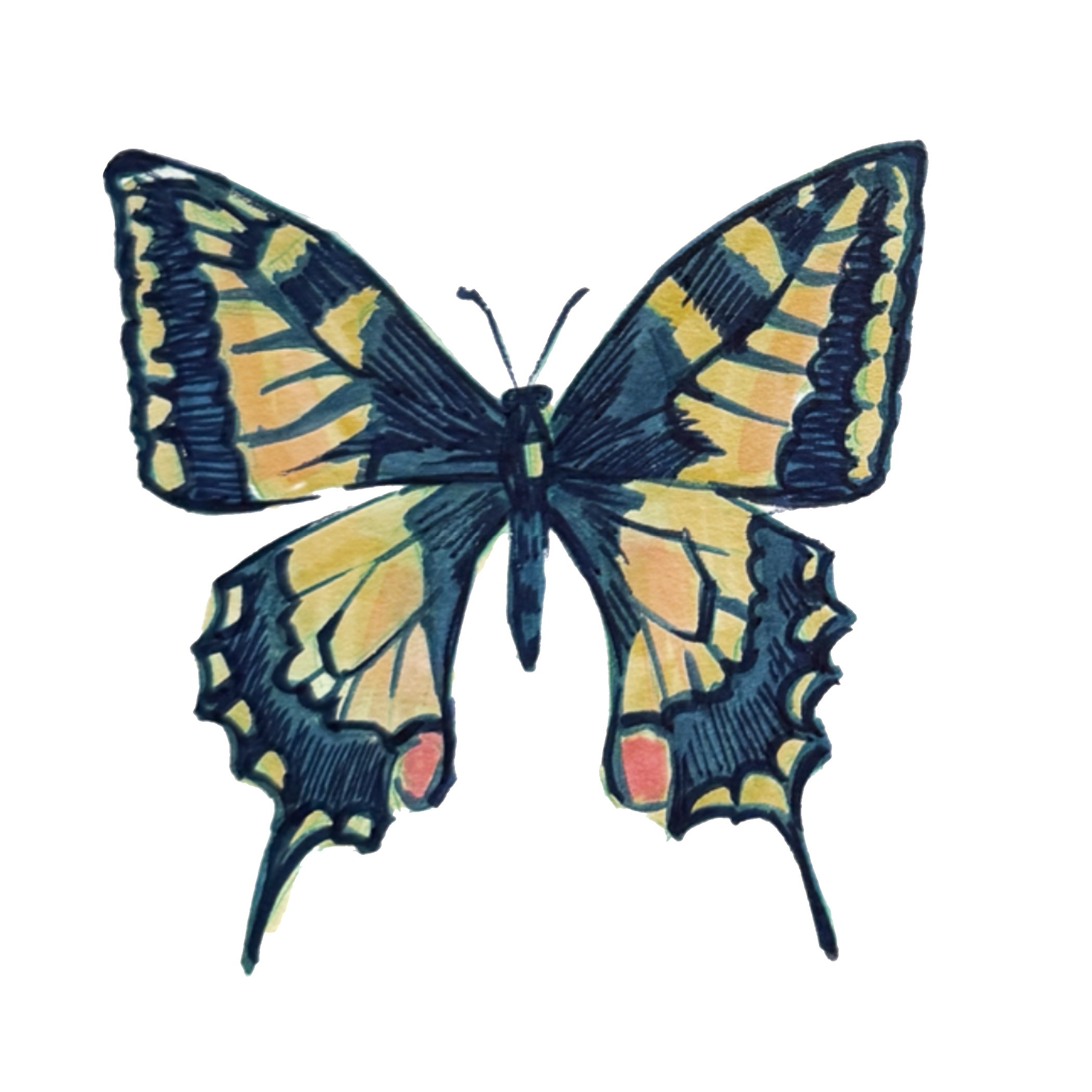 bfly2.png