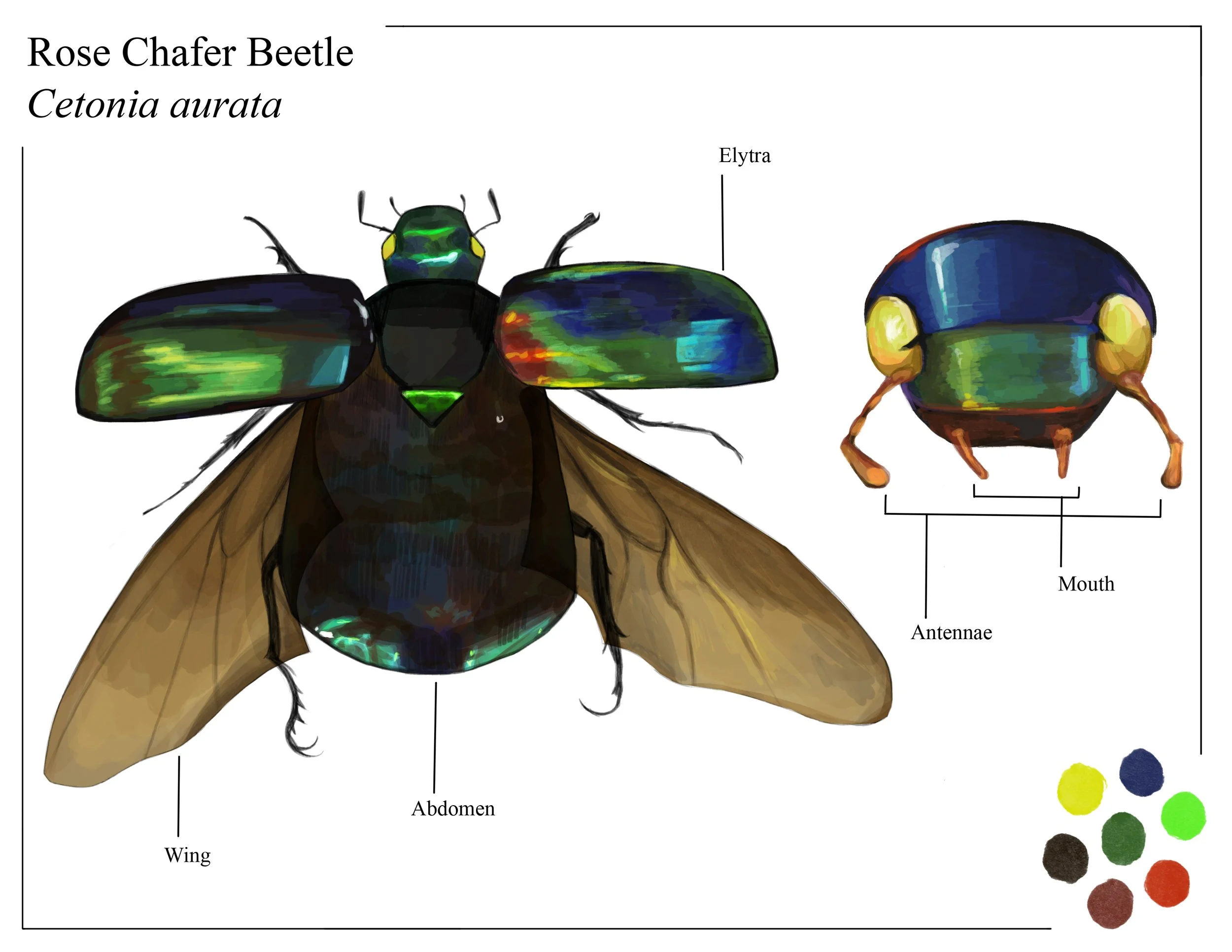 finalbeetle.jpg