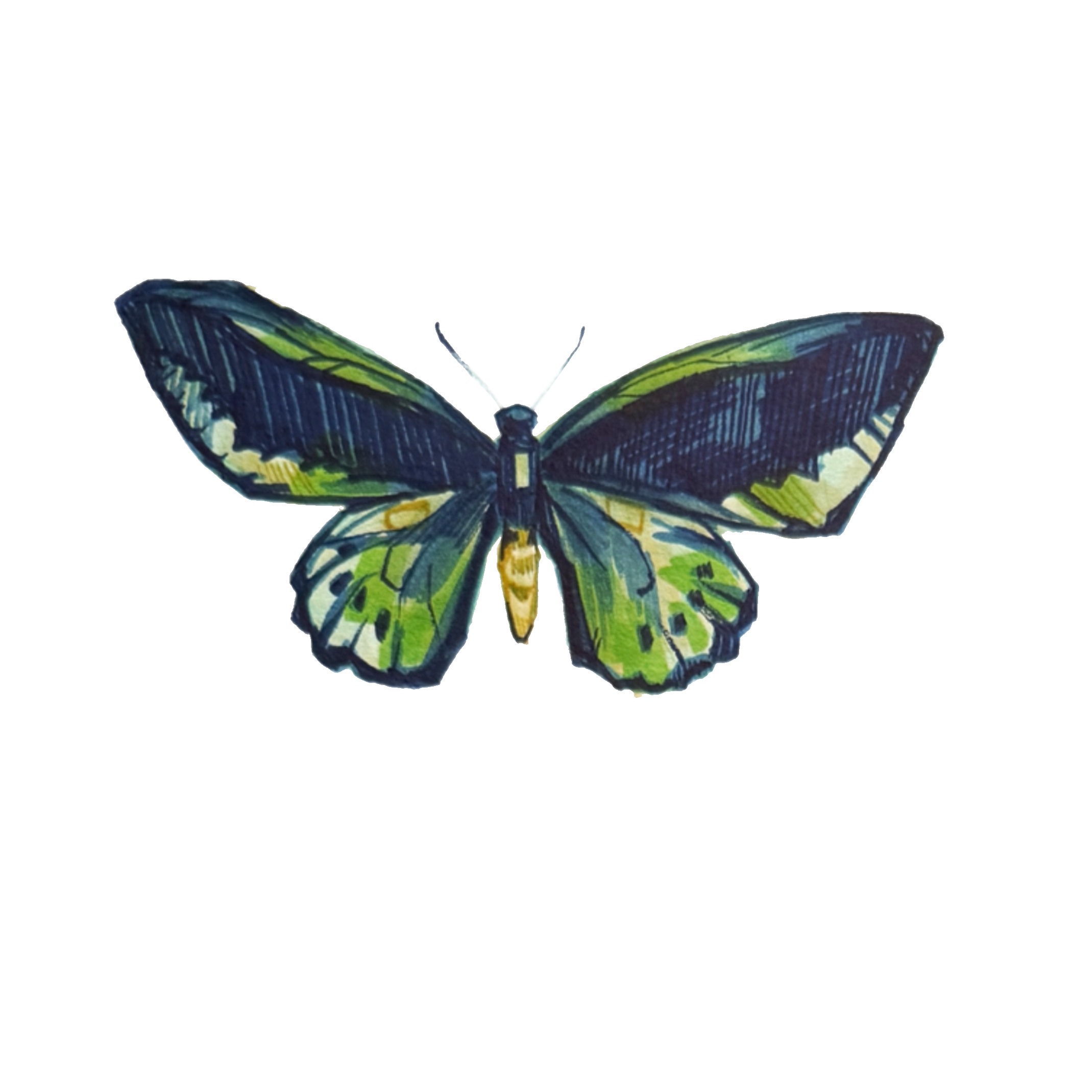 bfly3.png