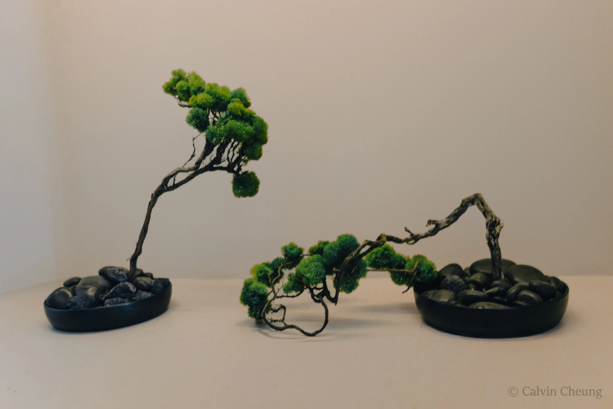 Bonsai from Kudō Café, Art District, CA