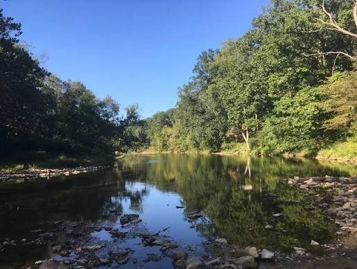 A calm river flowing through a lush green forest under a clear blue sky.