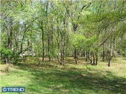 A wooded area with green trees and grassy ground.
