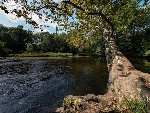 A river scene with a large leaning tree over the water, surrounded by green foliage and trees under a partly cloudy sky.