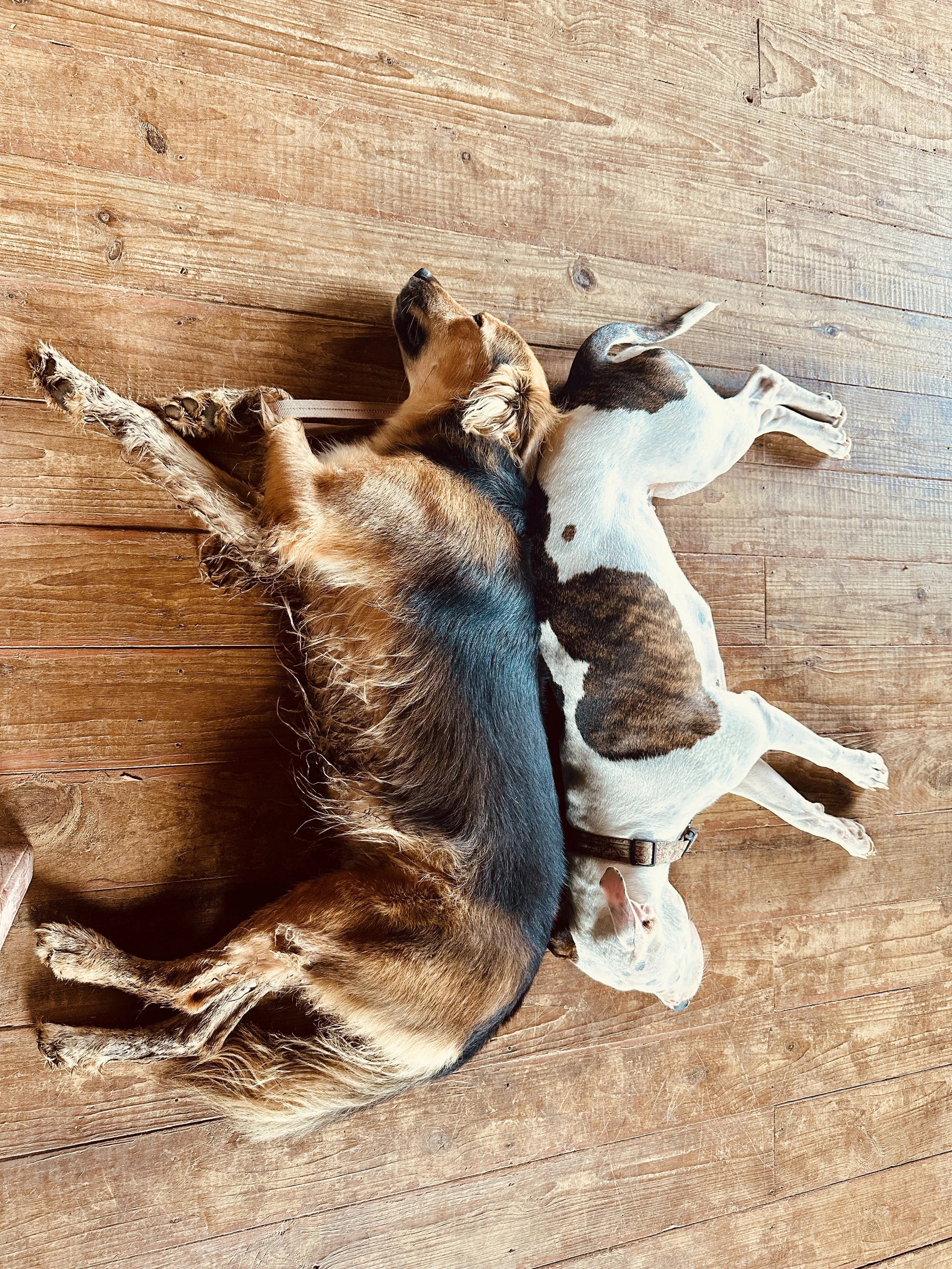 Stormi and Bella, two dogs, resting back to back at ease after animal reiki