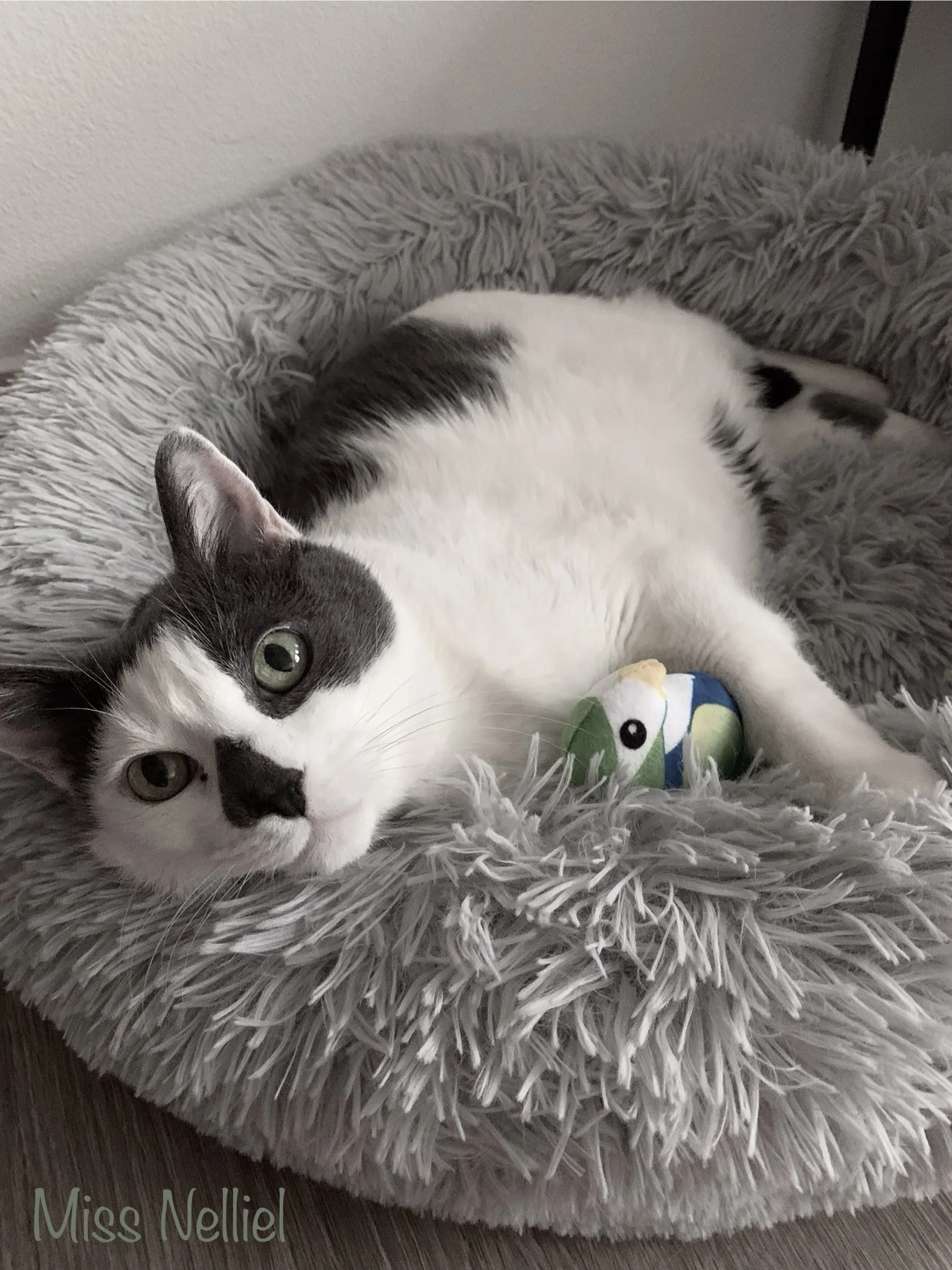 A grey and white cat lying on a fluffy gray pet bed with a colorful bird toy nearby.