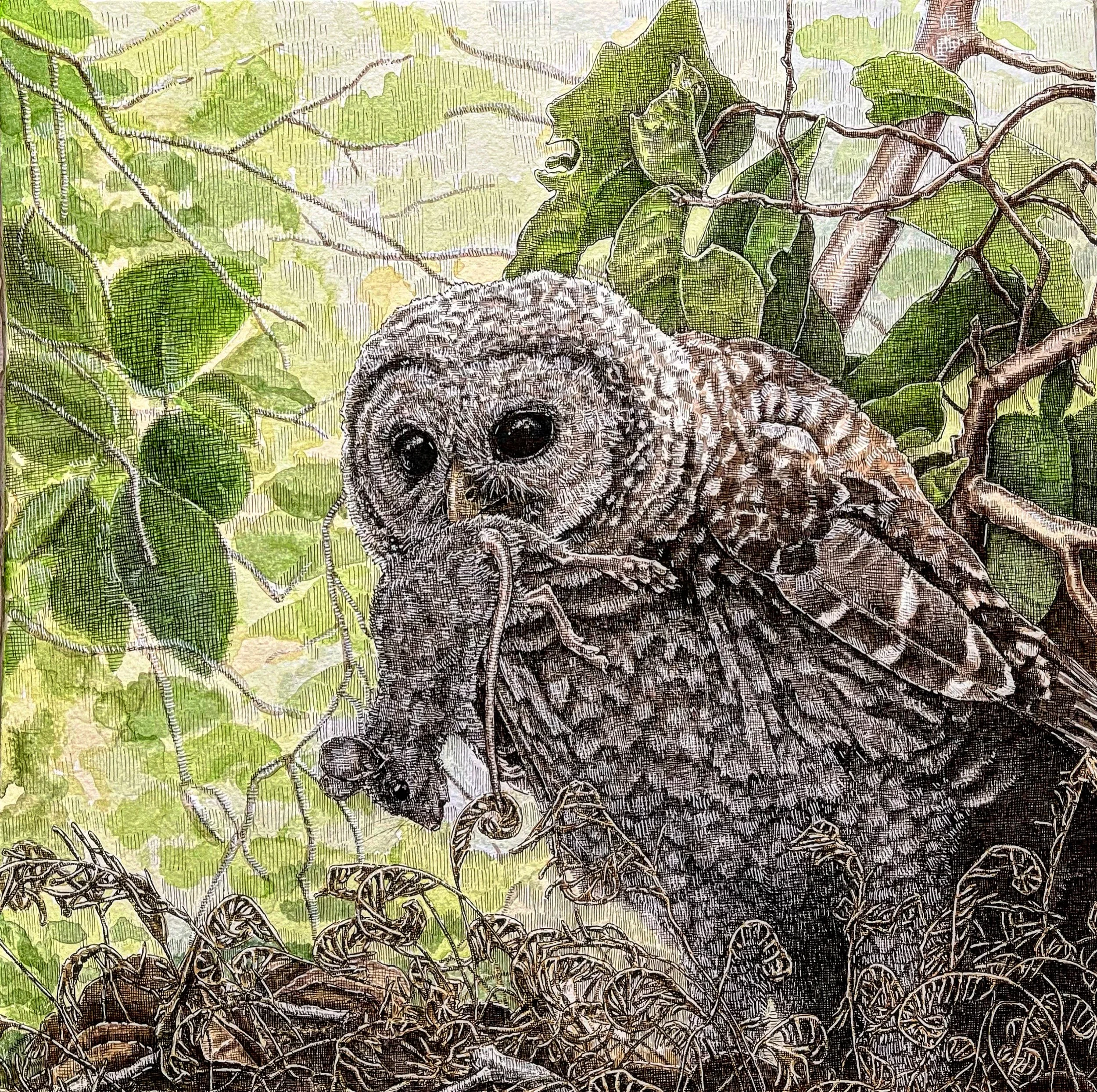 Barred Owl. Pen and watercolor on paper. 12” x 12”. 2022.